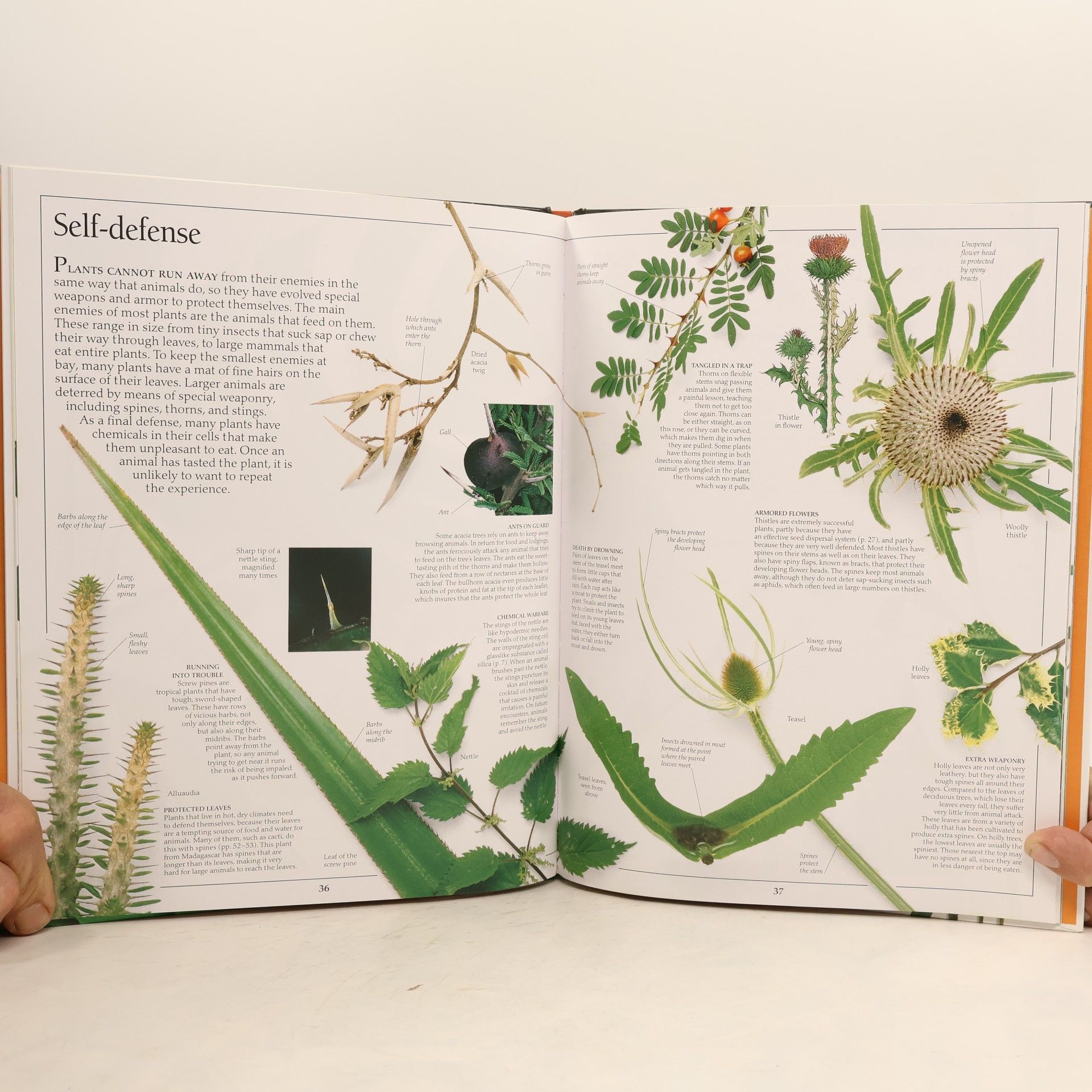 David Burnie DK Eyewitness Books: Plant