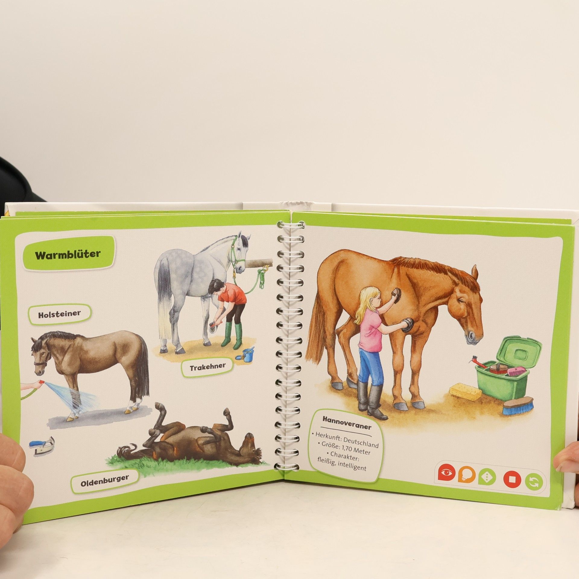 Yvonne Follert Pferde und Ponys