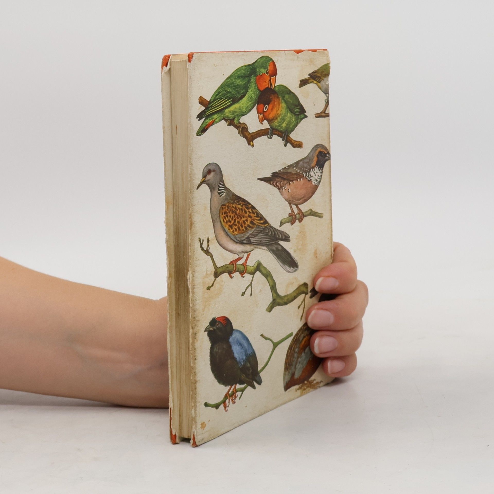Various authors Exotische Vögel in Farben