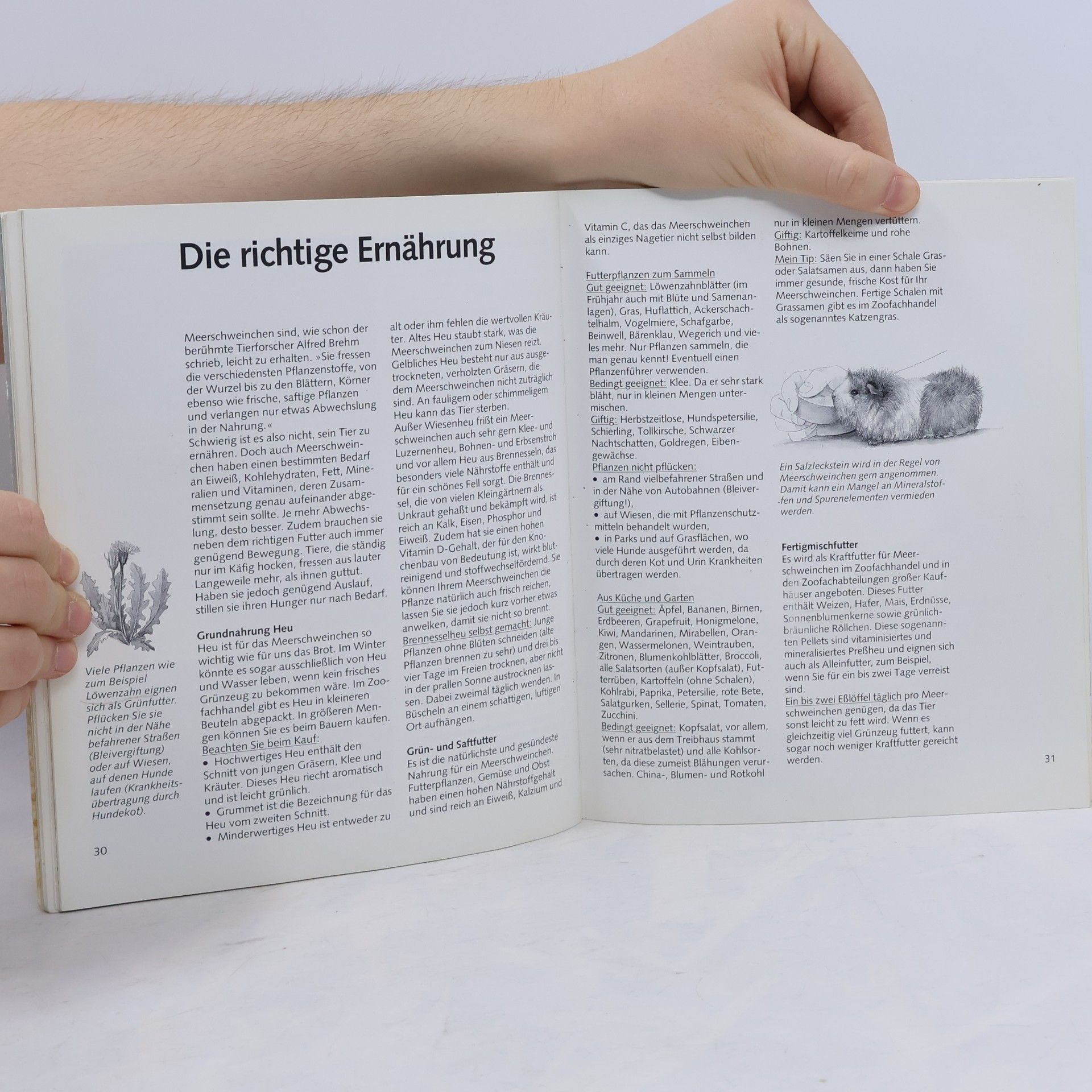Katrin Behrend Meerschweinchen - richtig pflegen und verstehen