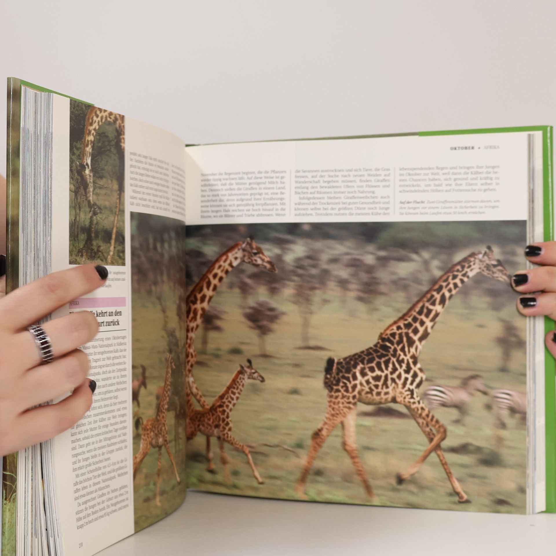 Autorenkollektiv Die faszinierende Welt der Tiere