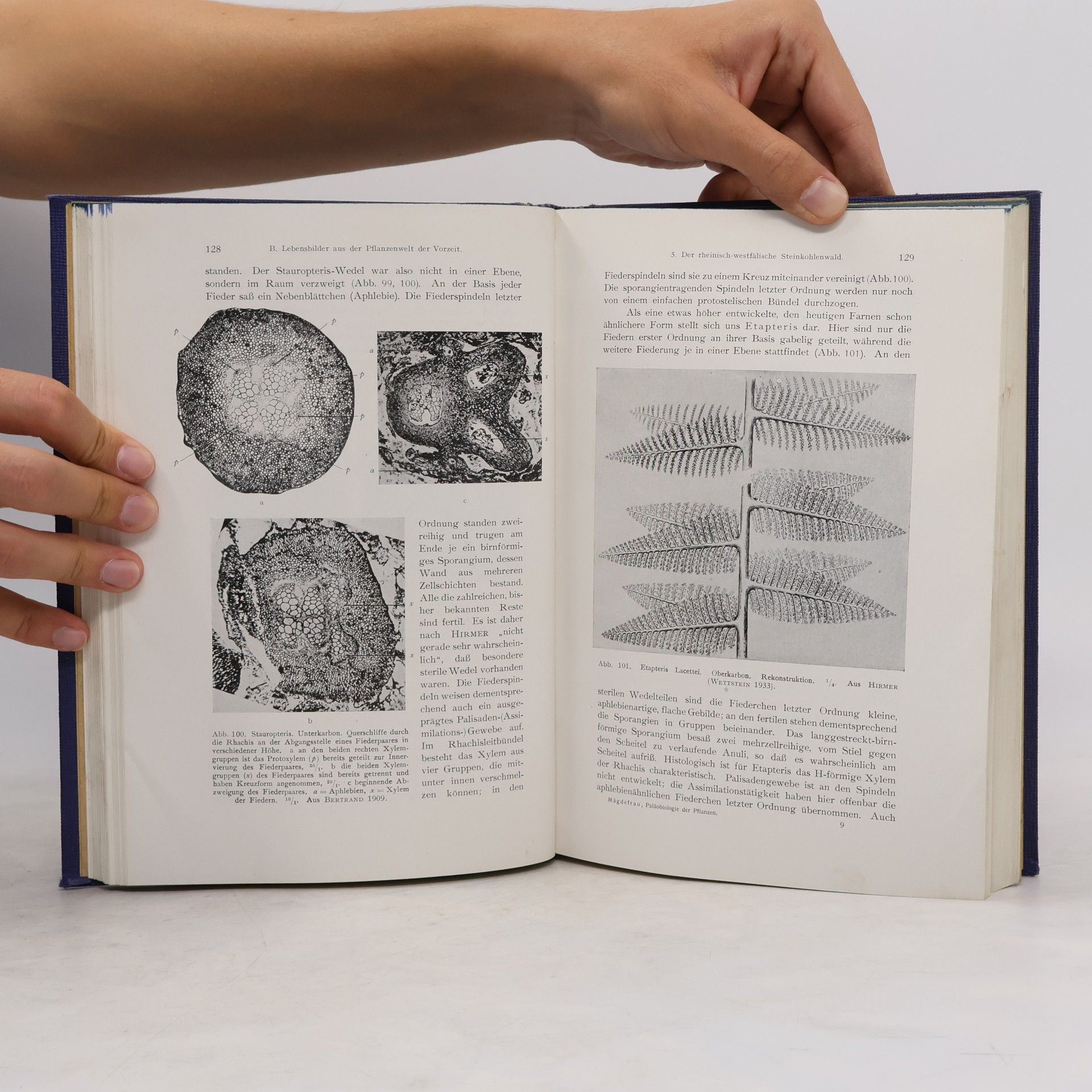 Karl Mägdefrau Paläobiologie der Pflanzen