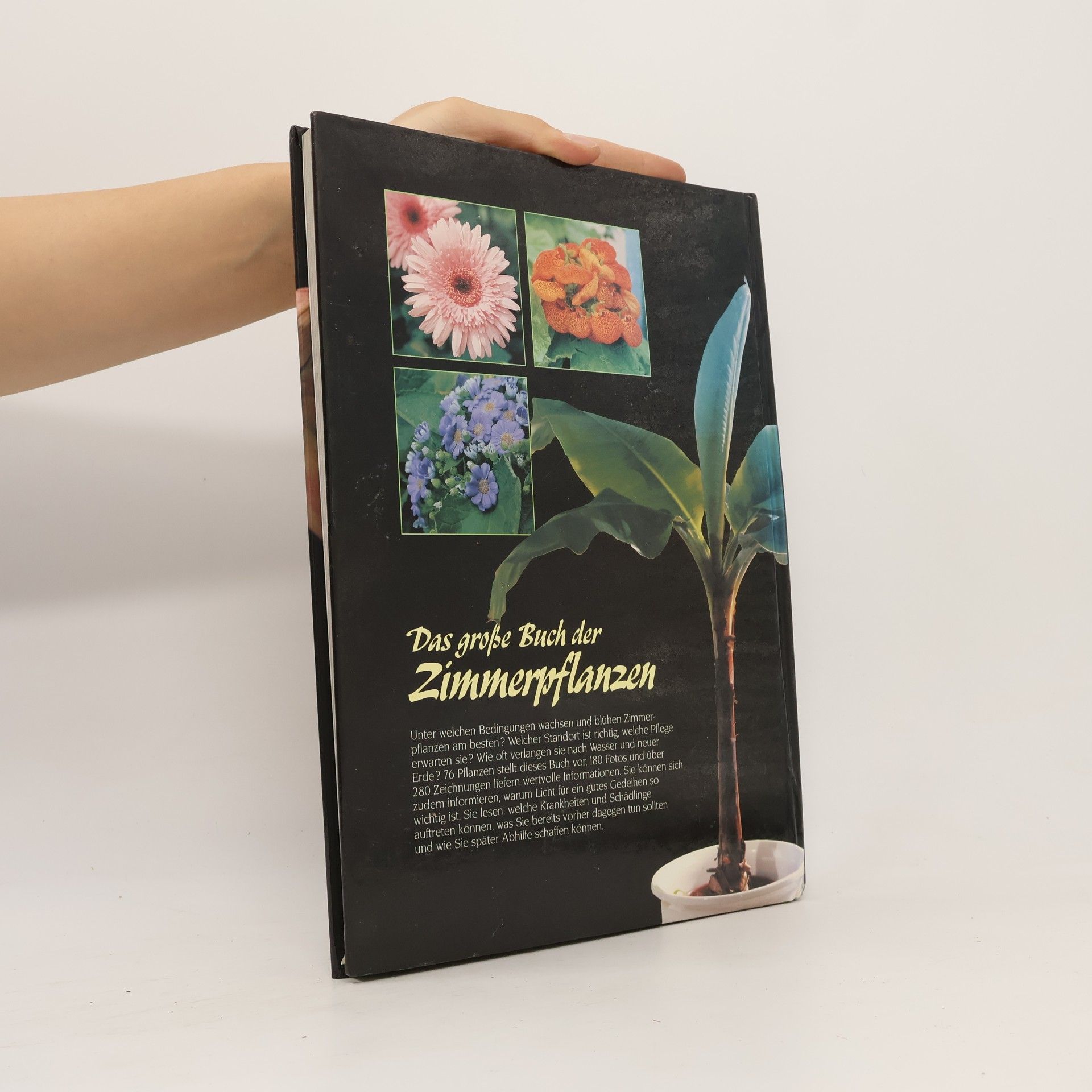 Uta Steinberger Das große Buch der Zimmerpflanzen