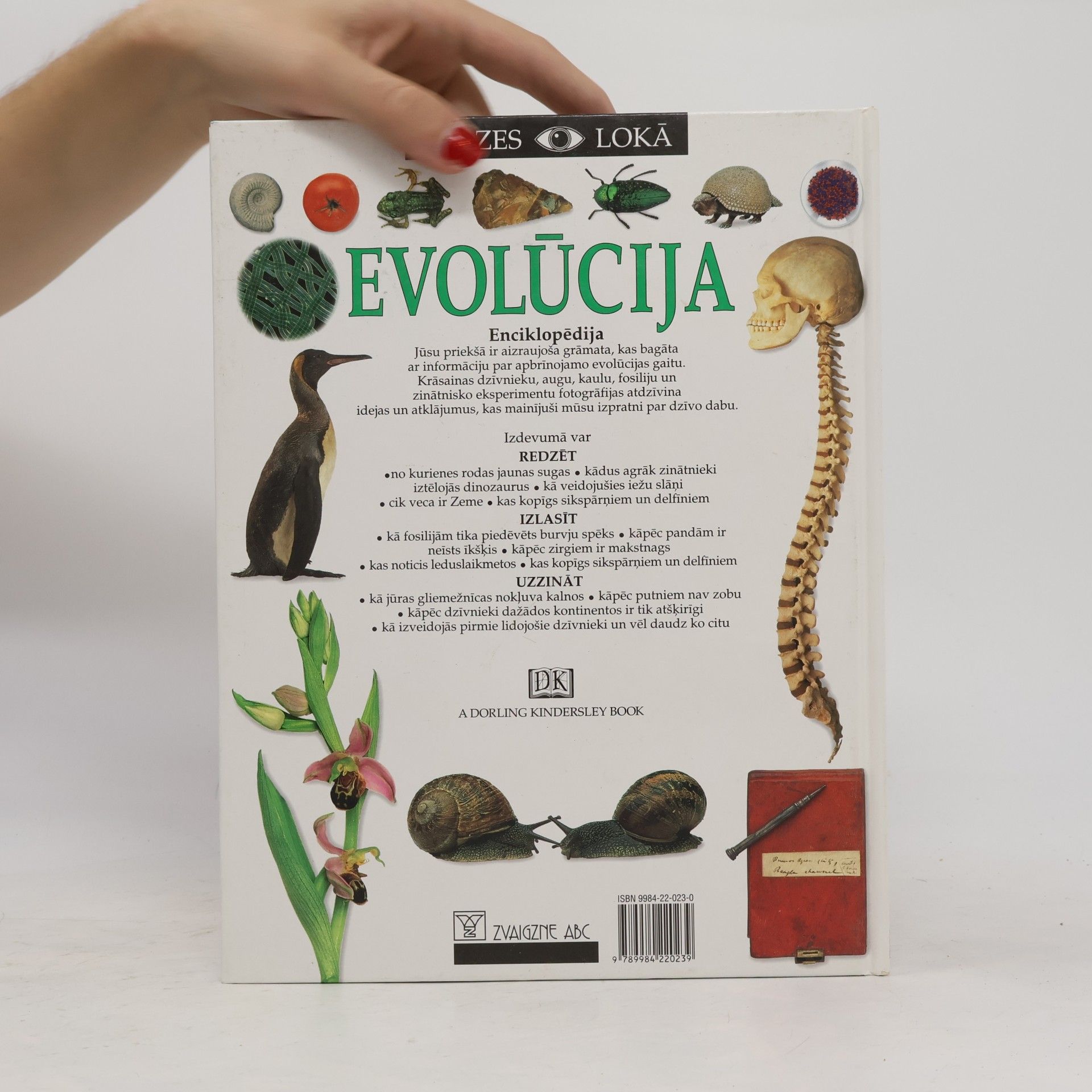 Linda Gemlina Evolūcija 25