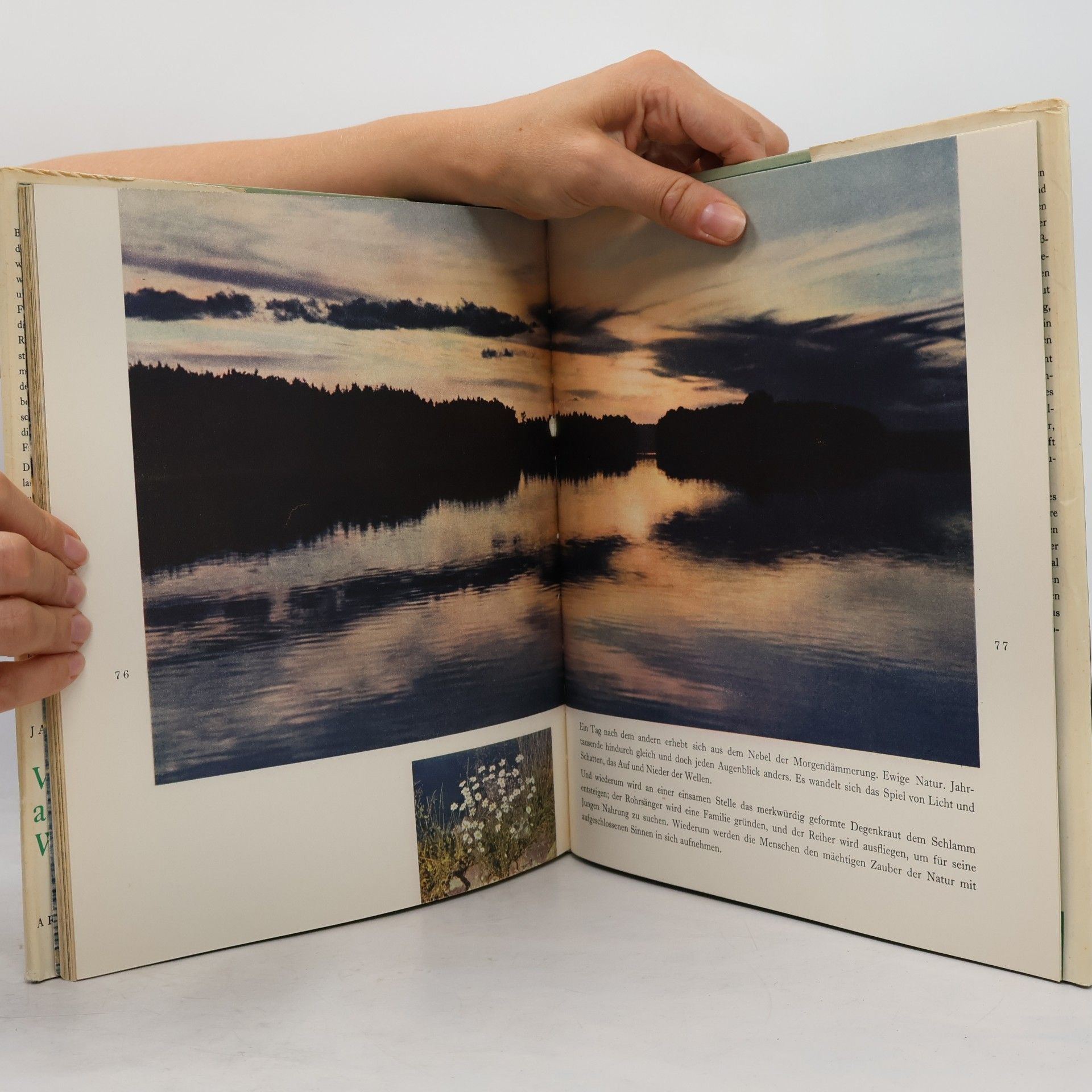 Jan Jirásek Vogelwelt am Wasser