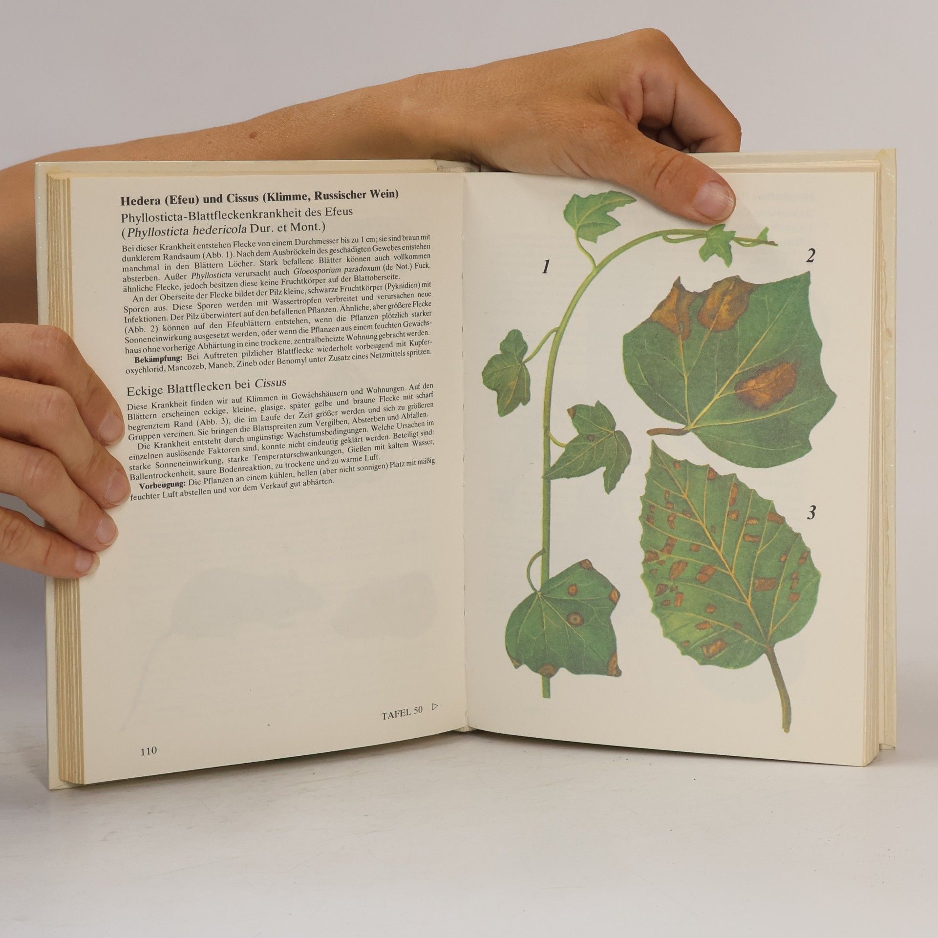 Stanisław Burdajewicz Atlas der Krankheiten und Schädlinge an Zierpflanzen