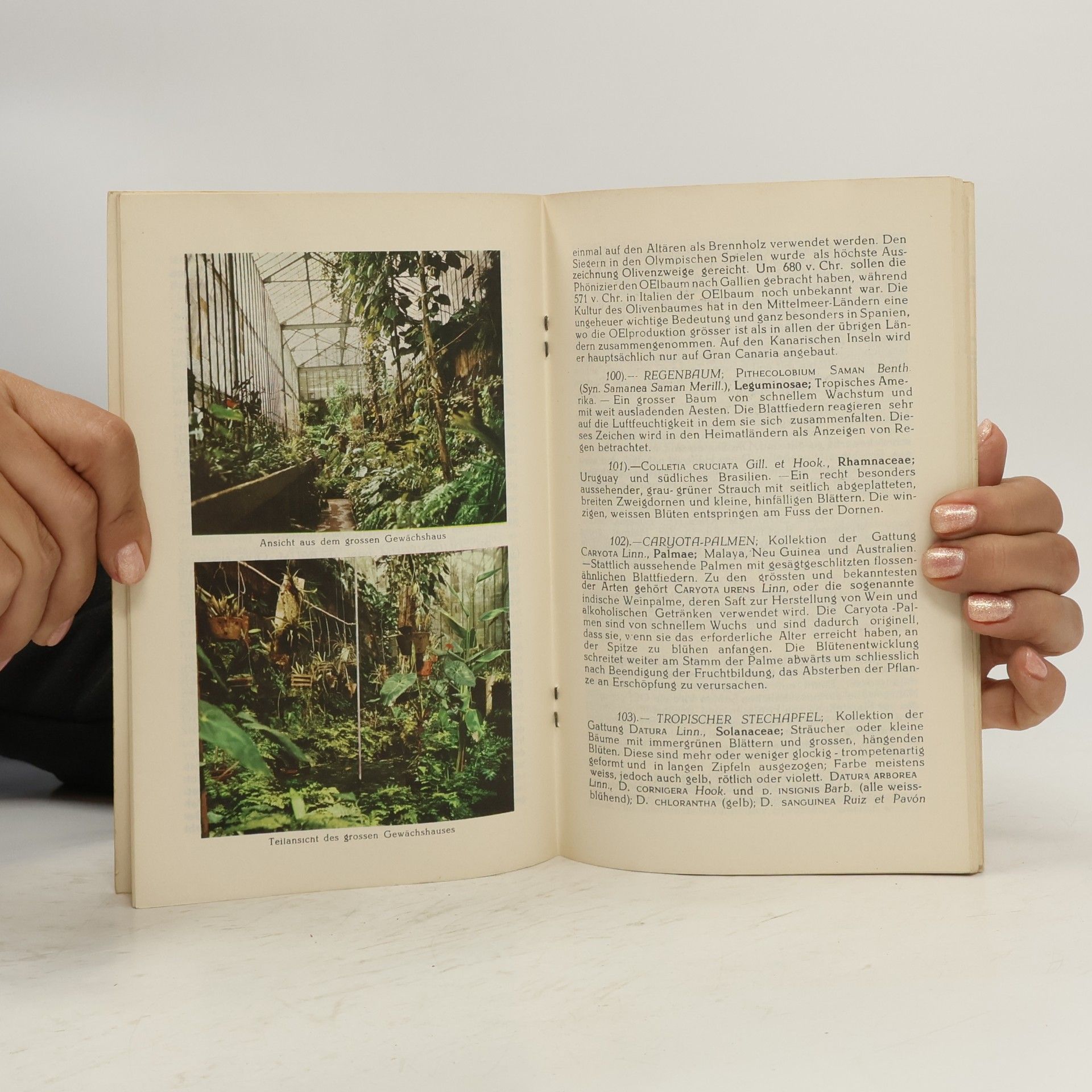 Andres García Cabezon Botanischer Garten von Orotava Teneriffa, Kanarische Inseln
