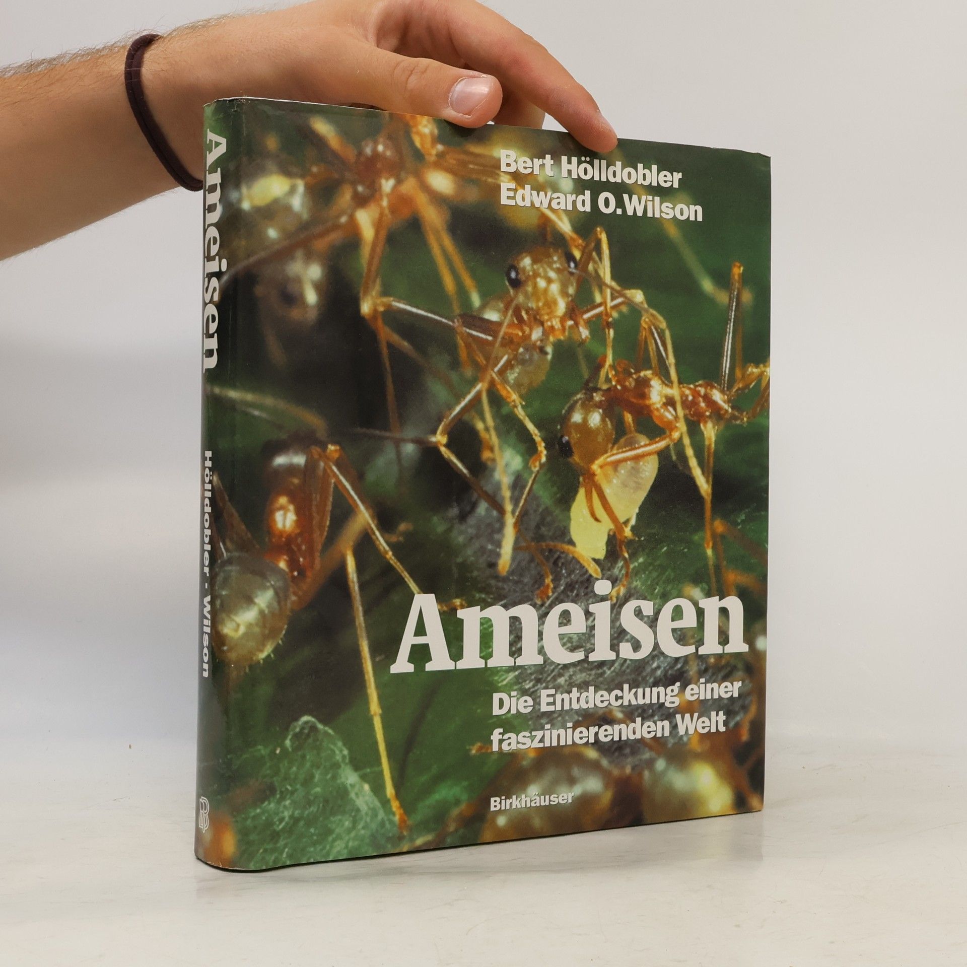 Ameisen