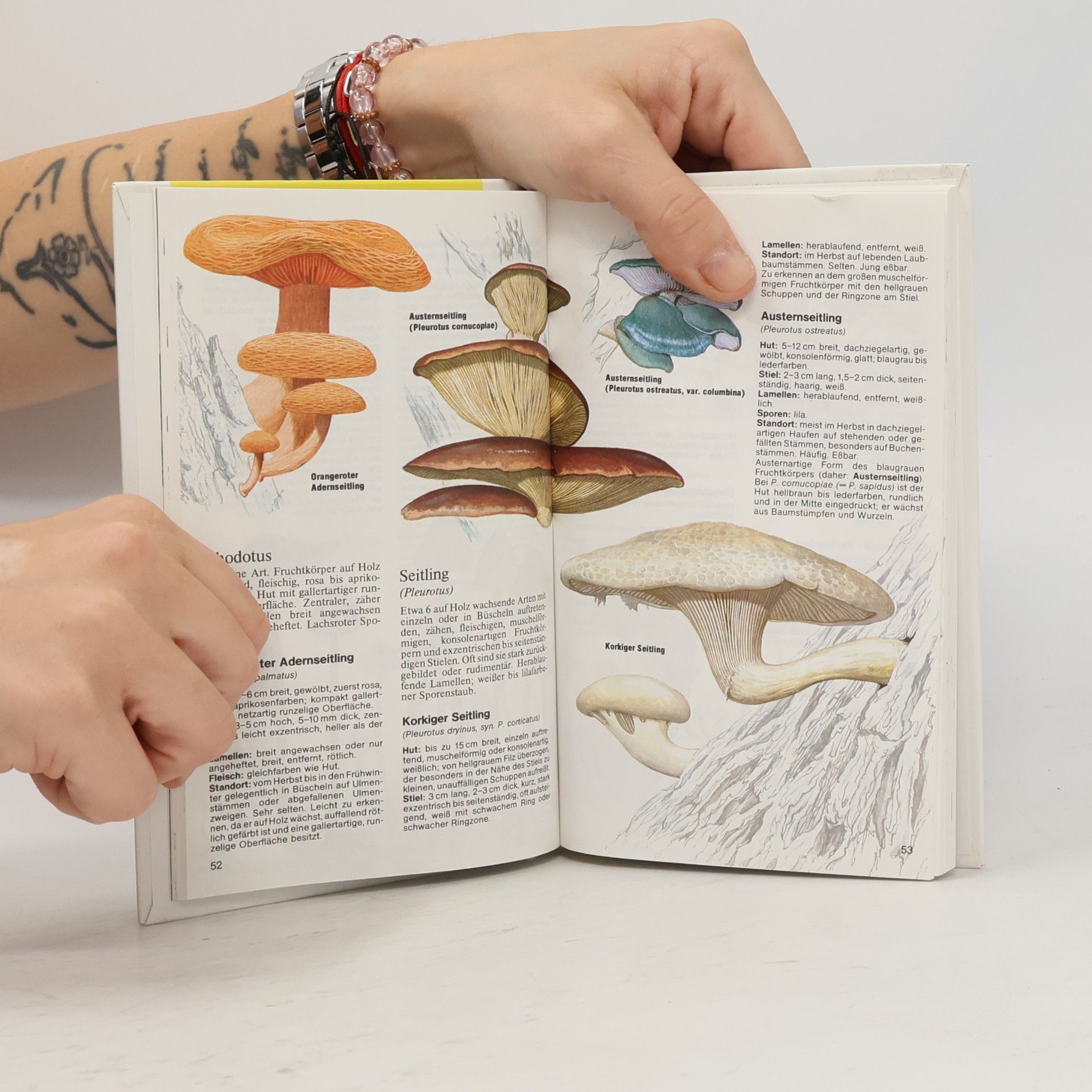 Autores varios Pilze
