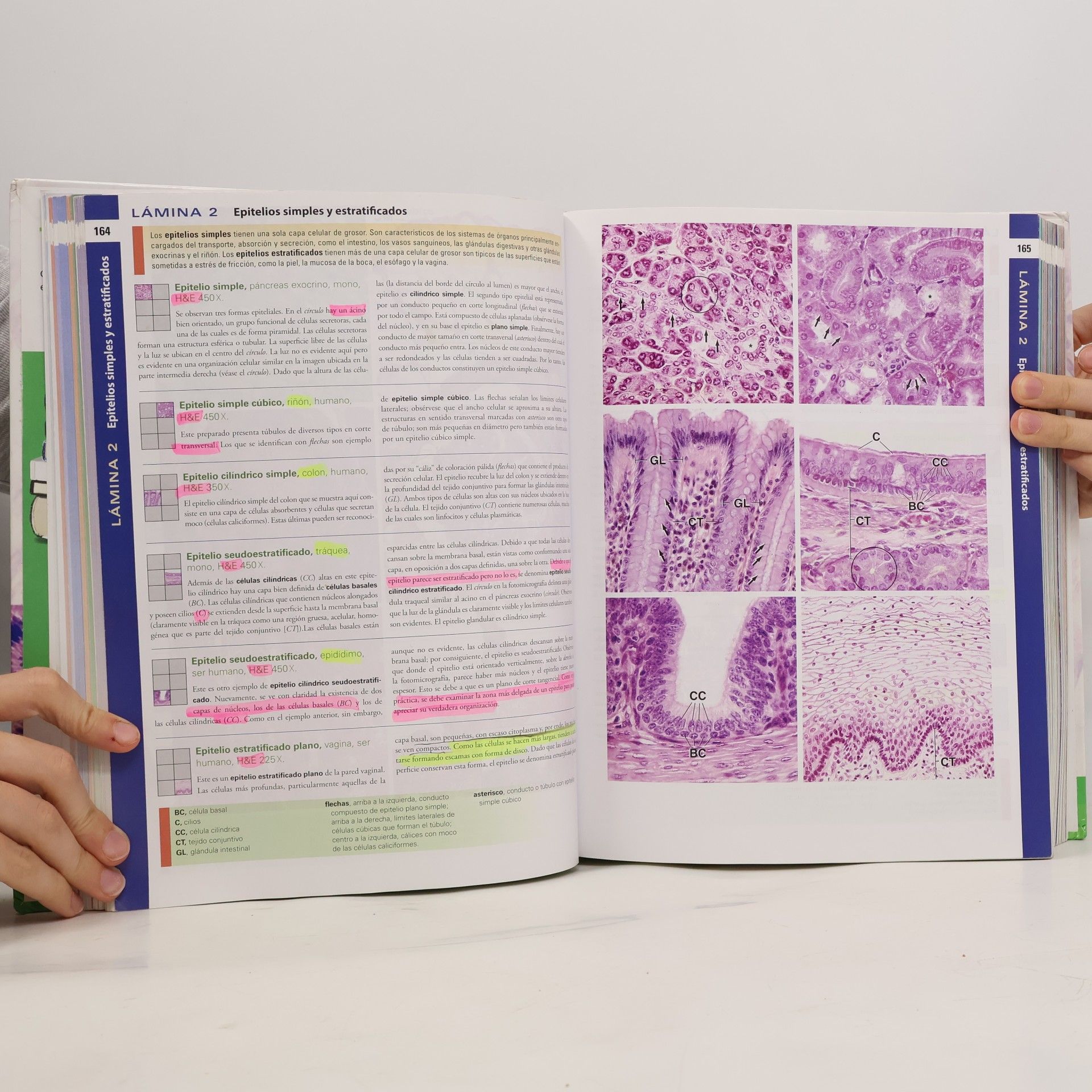 Wojciech Pawlina Ross. Histología.
