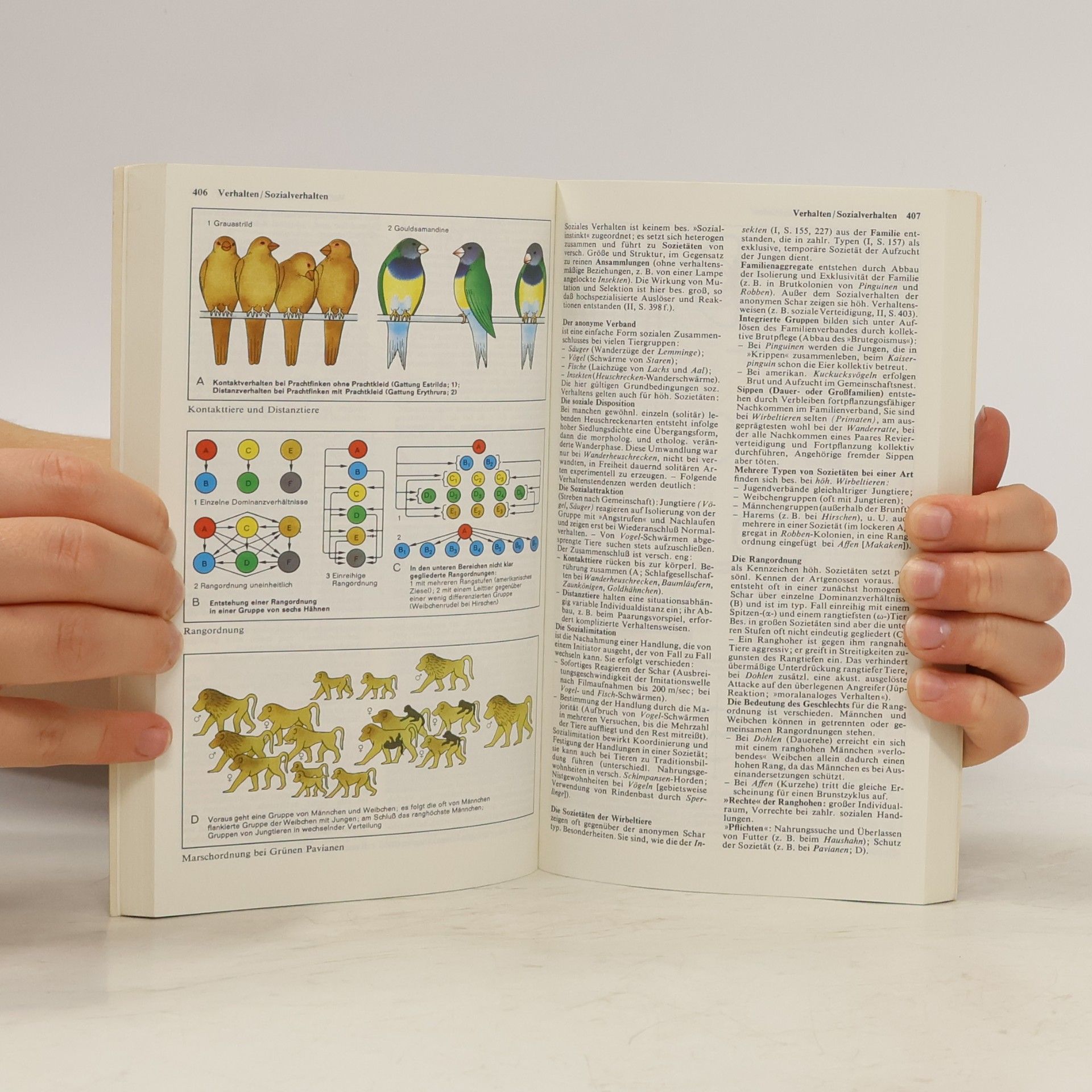 Autorenkollektiv Dtv-Atlas zur Biologie. Band 2