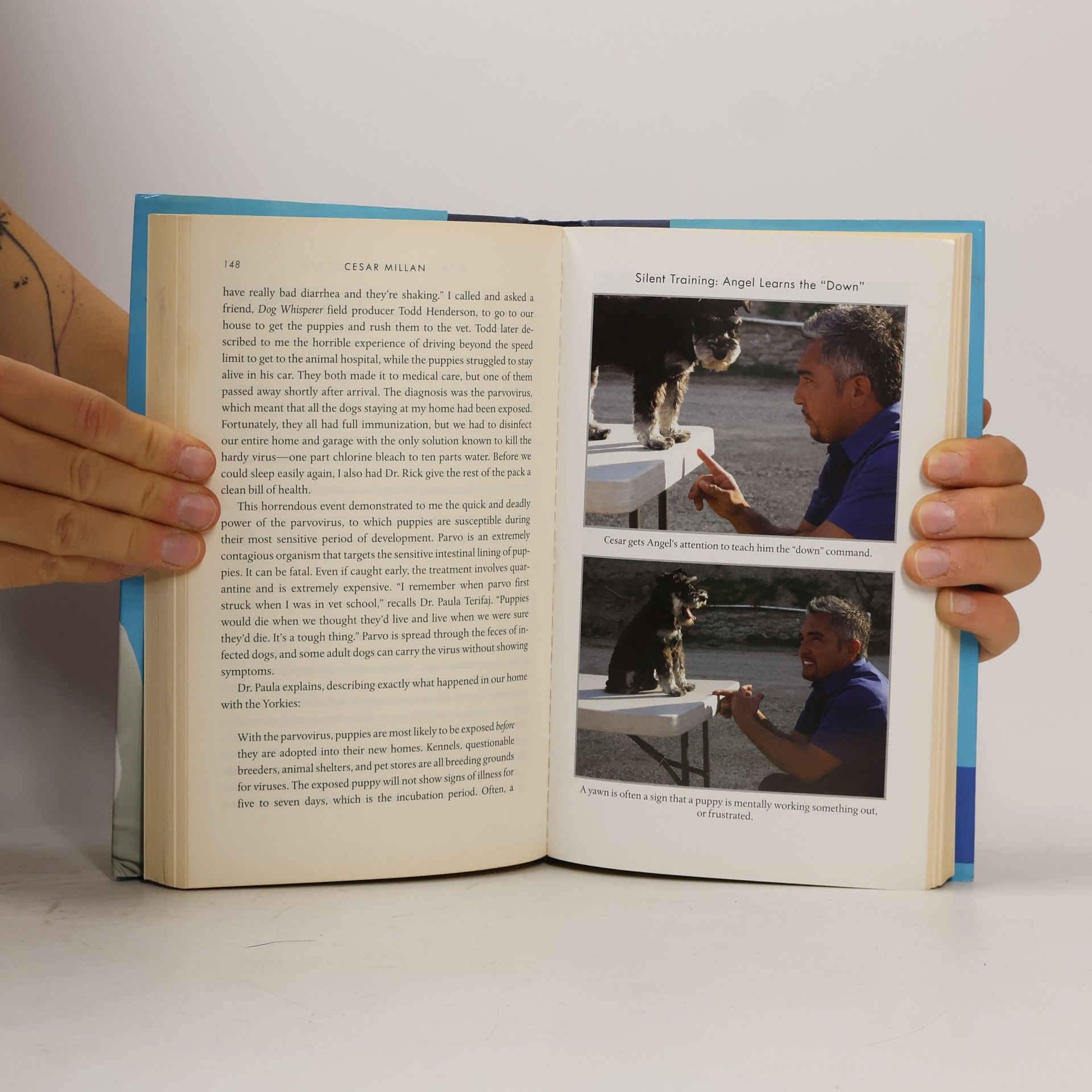 Cesar Millan How to Raise the Perfect Dog