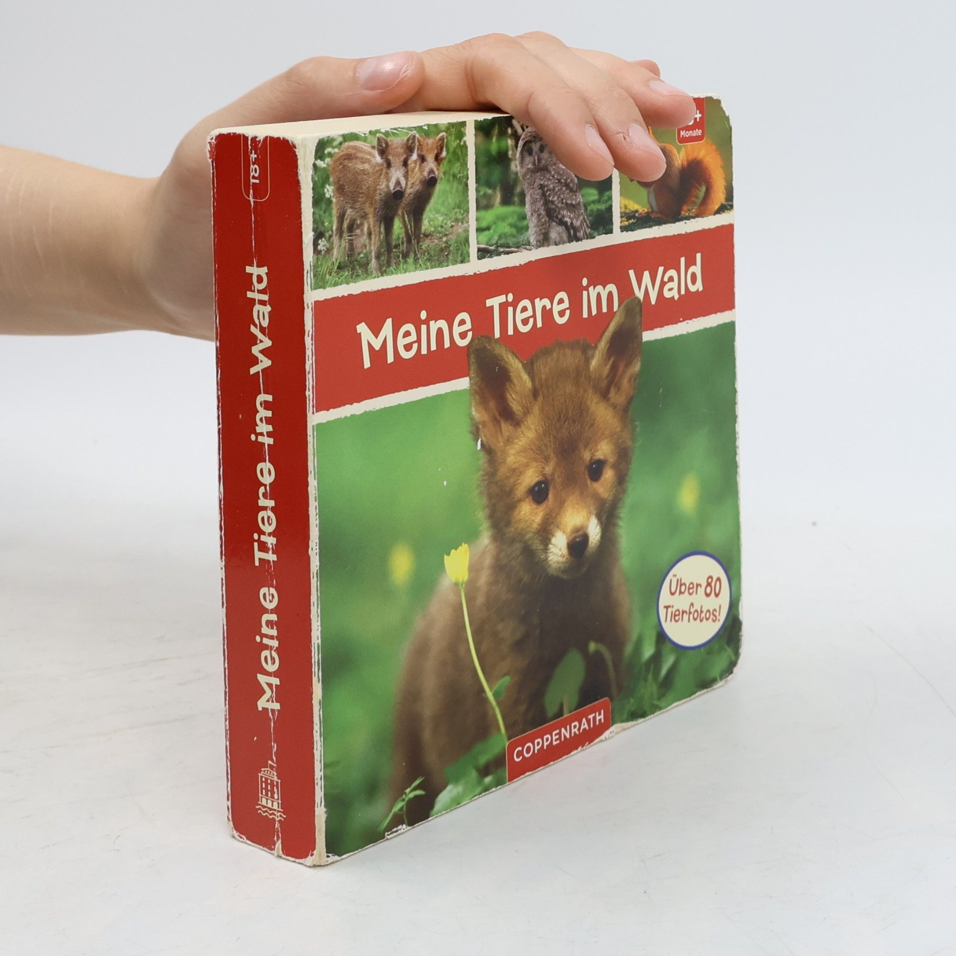 Kolektiv autorů Meine Tiere im Wald