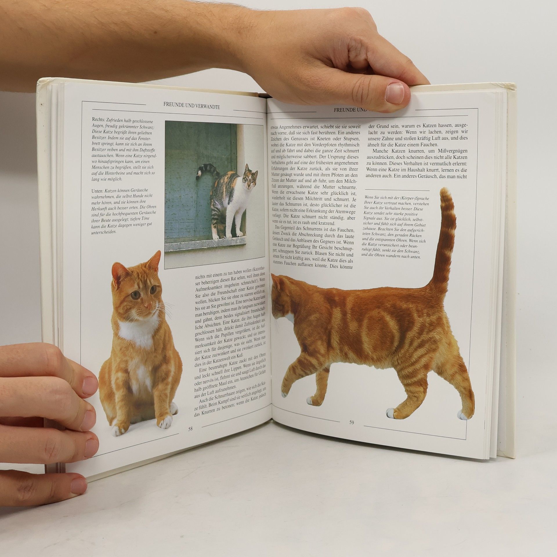Kolektiv autorů Die gesunde Katze