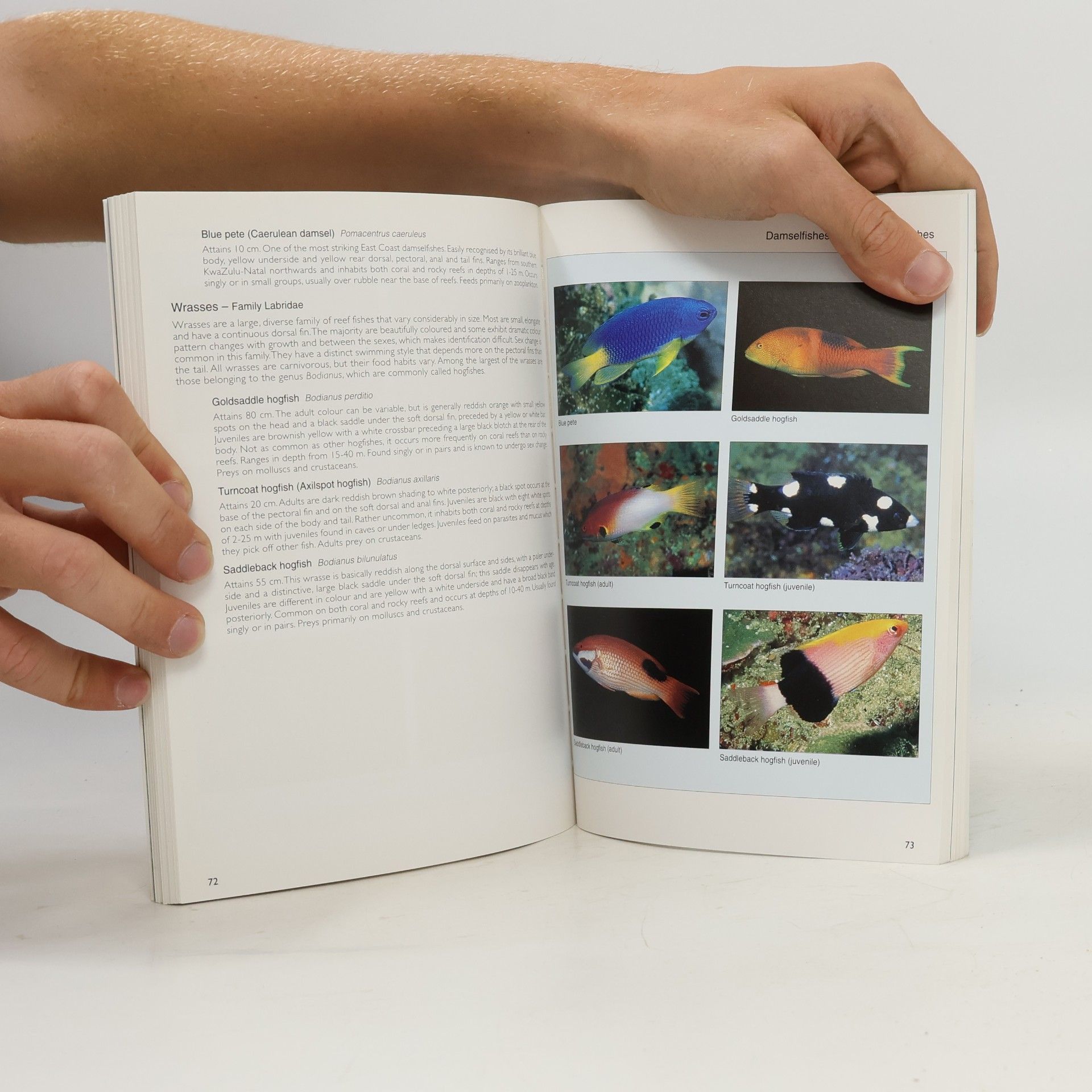 Dennis King Reef Fishes & Corals