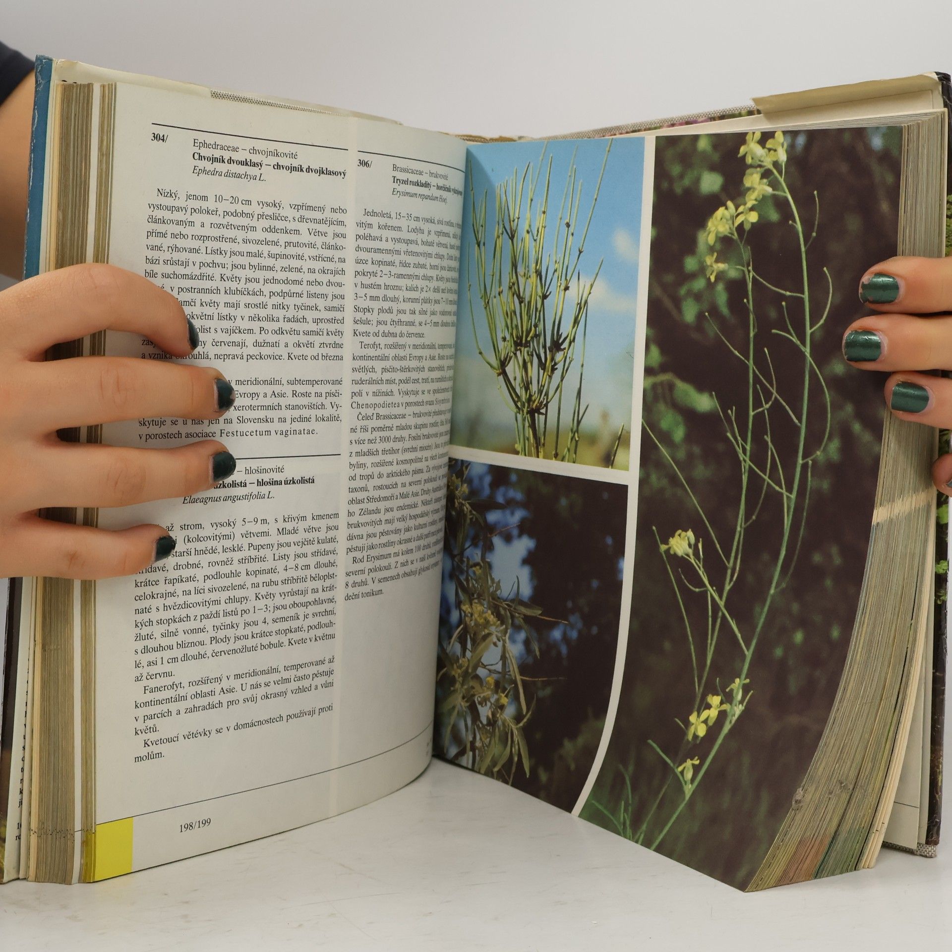 Izabela Háberová Barevný atlas rostlin