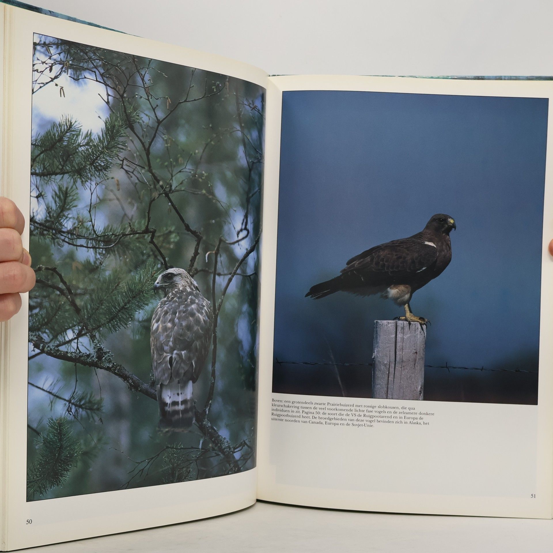 Autores varios Roofvogels