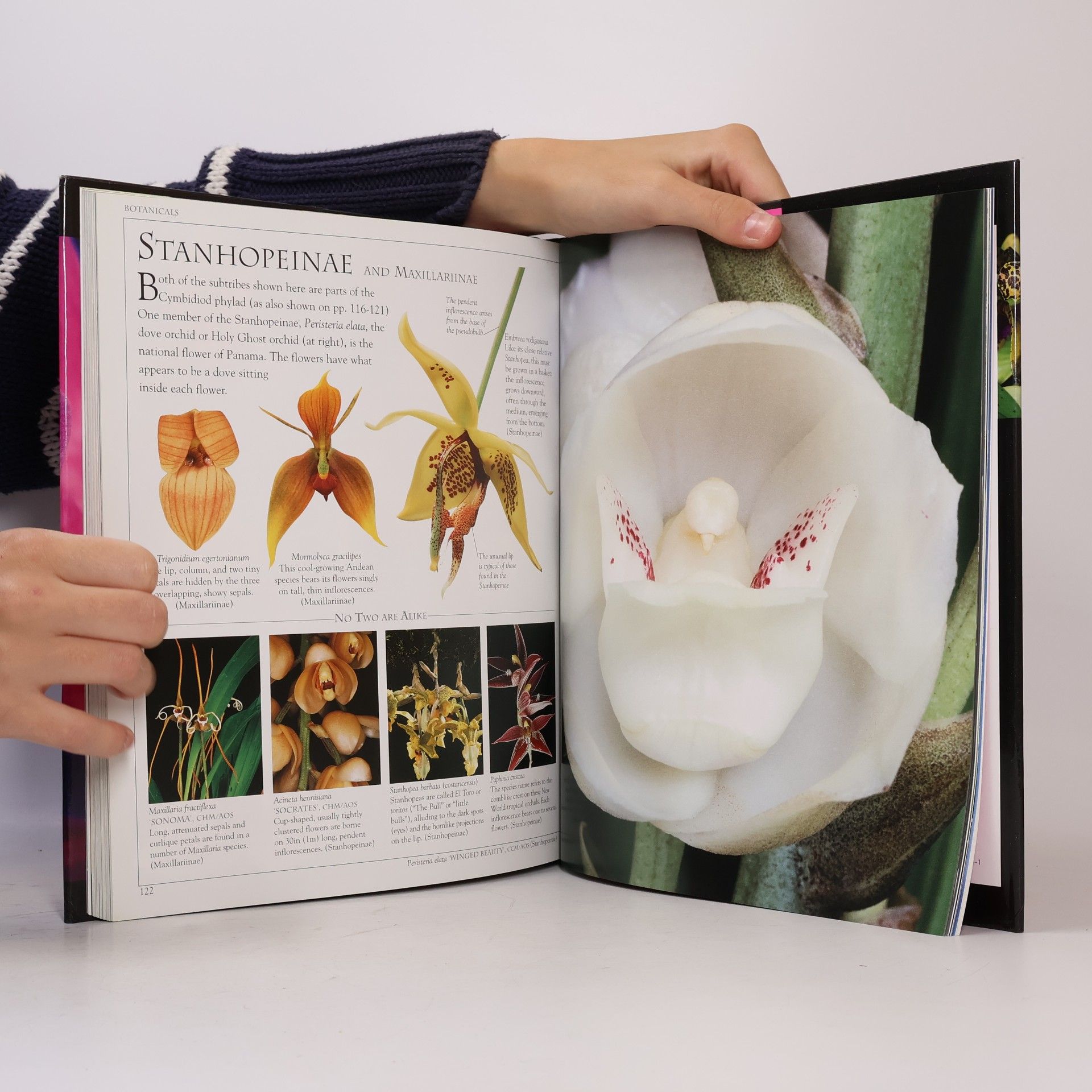 Thomas J. Sheehan Ultimate Orchid