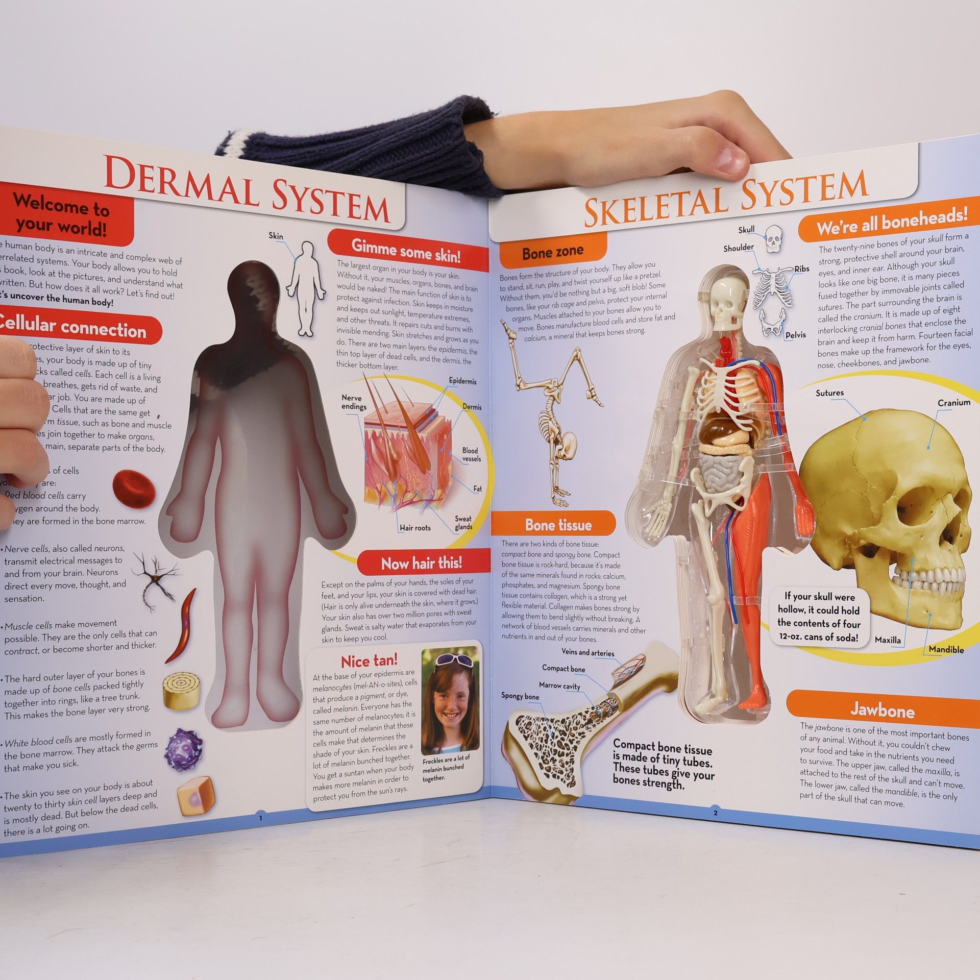 Luann Colombo The Human Body