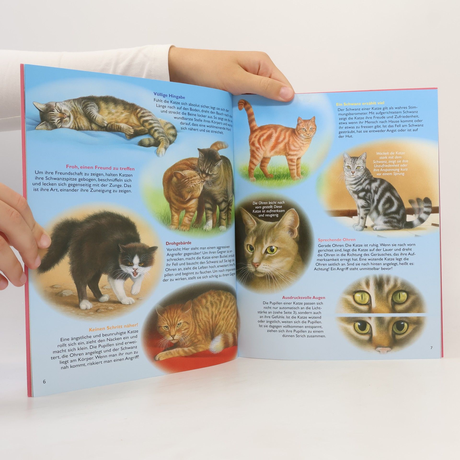kolektiv Katzen verspielte Jäger