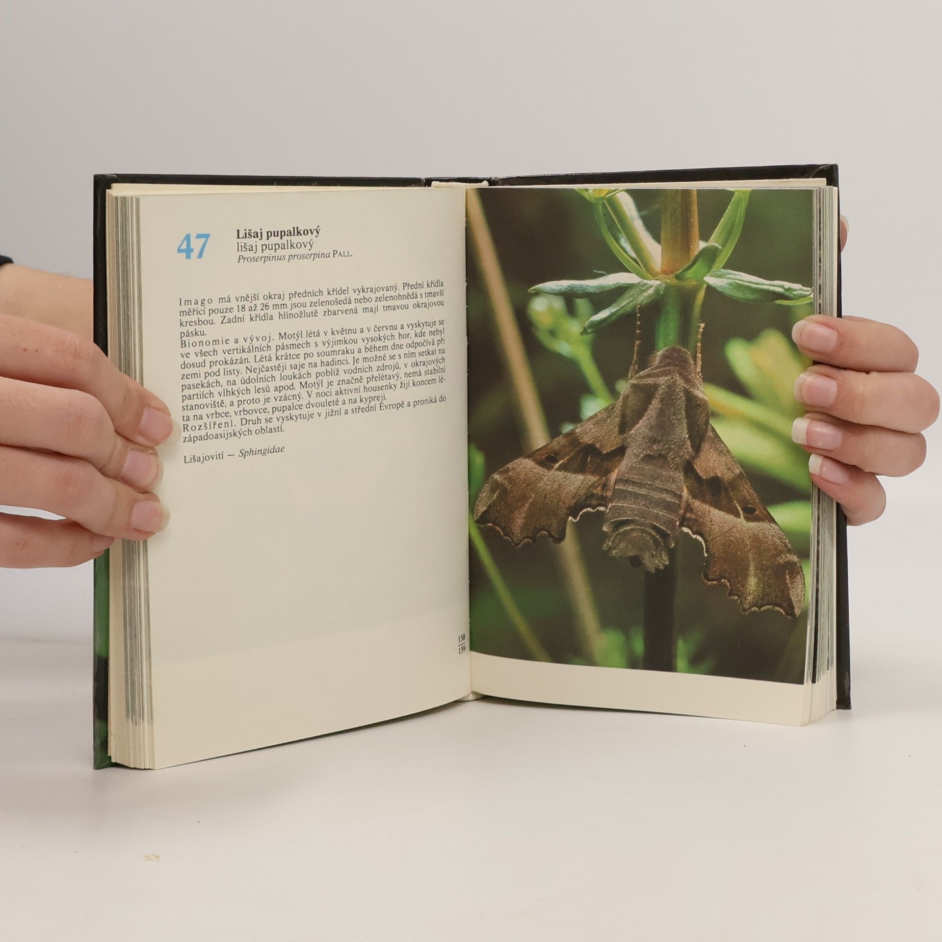 Rudolf Hrabák Kapesní atlas našich motýlů