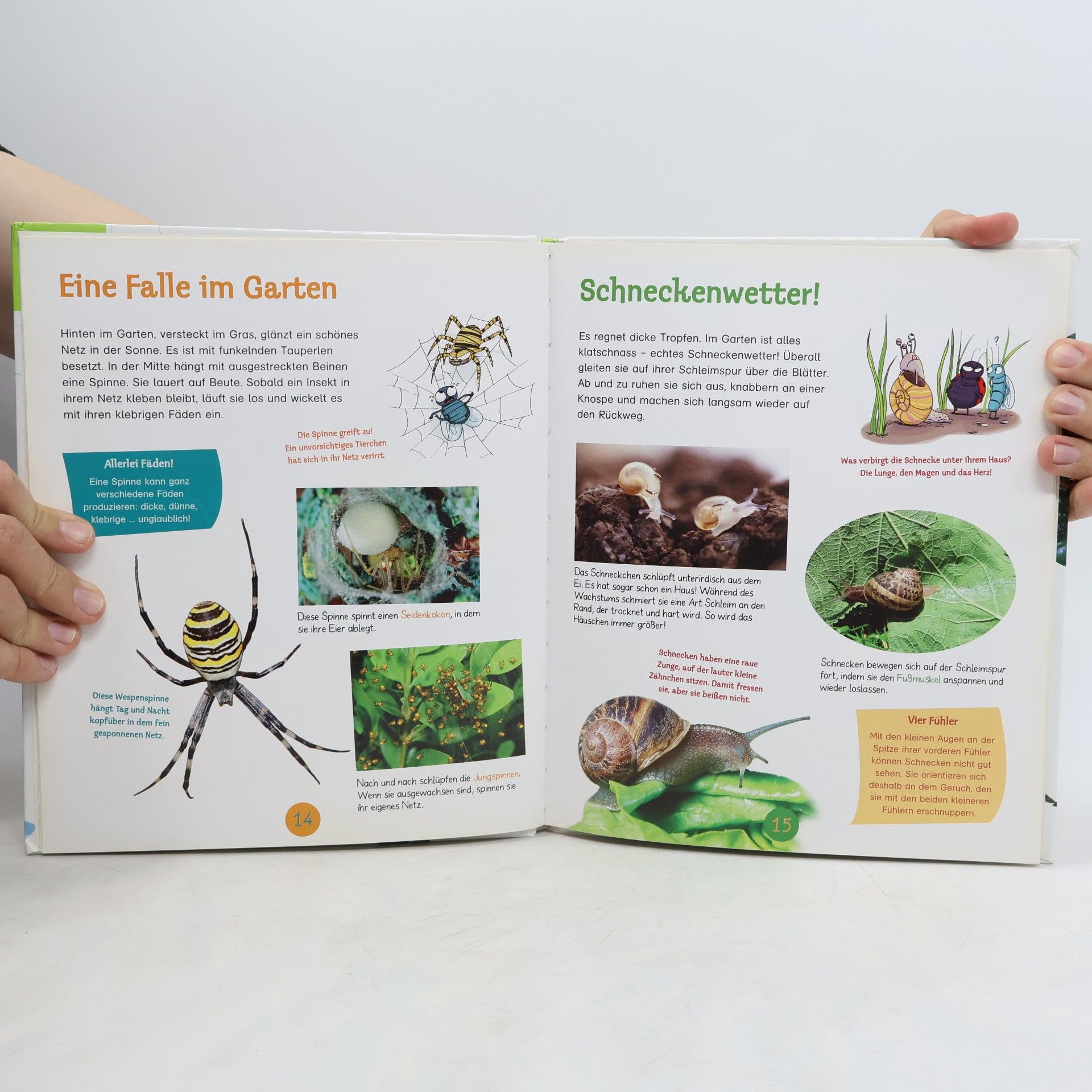 Anne-Sophie Baumann Die große Welt der Krabbeltiere