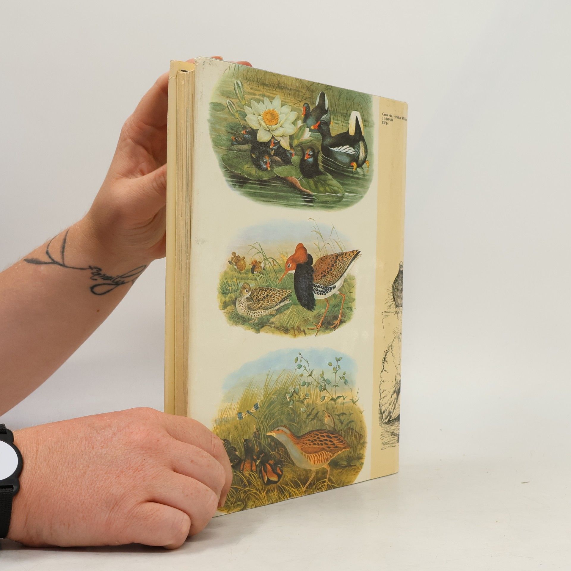 Charles Darwin Darwinův původ druhů v ilustracích