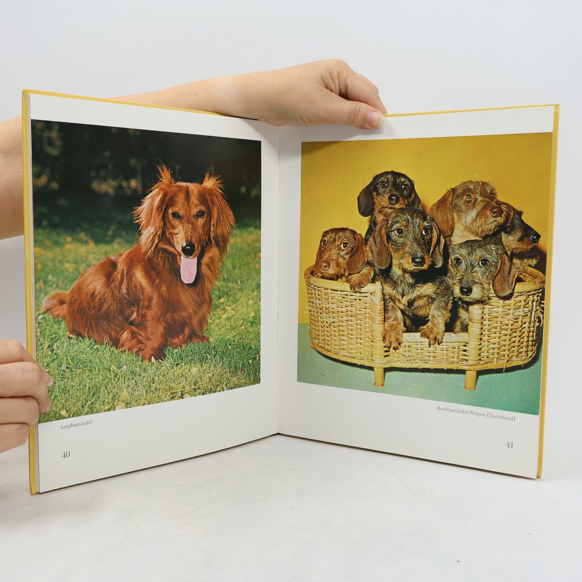 Hans Löber Geliebte Hunde in Farbe
