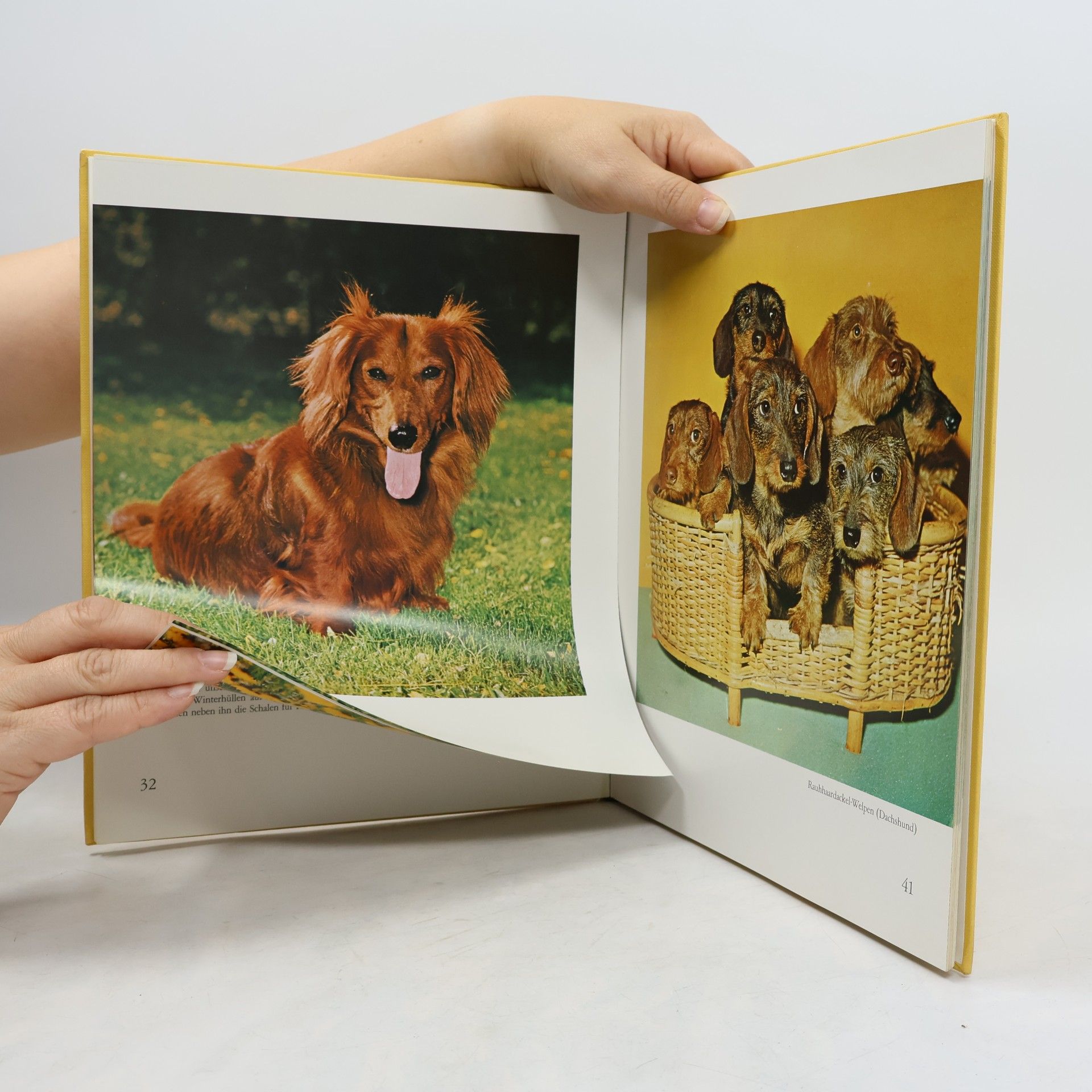 Hans Löber Geliebte Hunde in Farbe