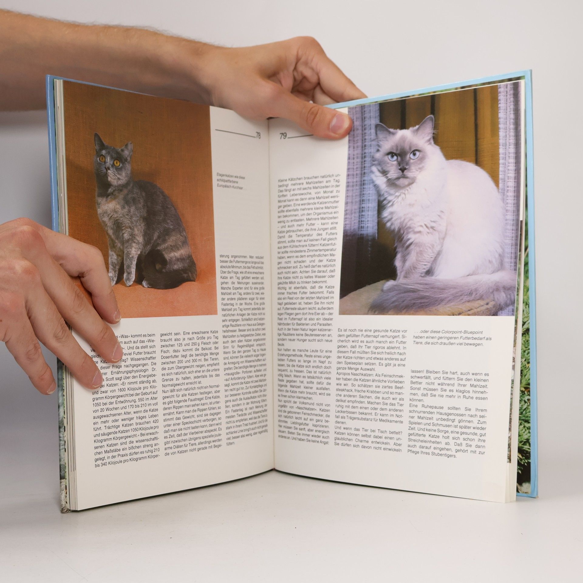 Brigitte EilertOverbeck Katzen