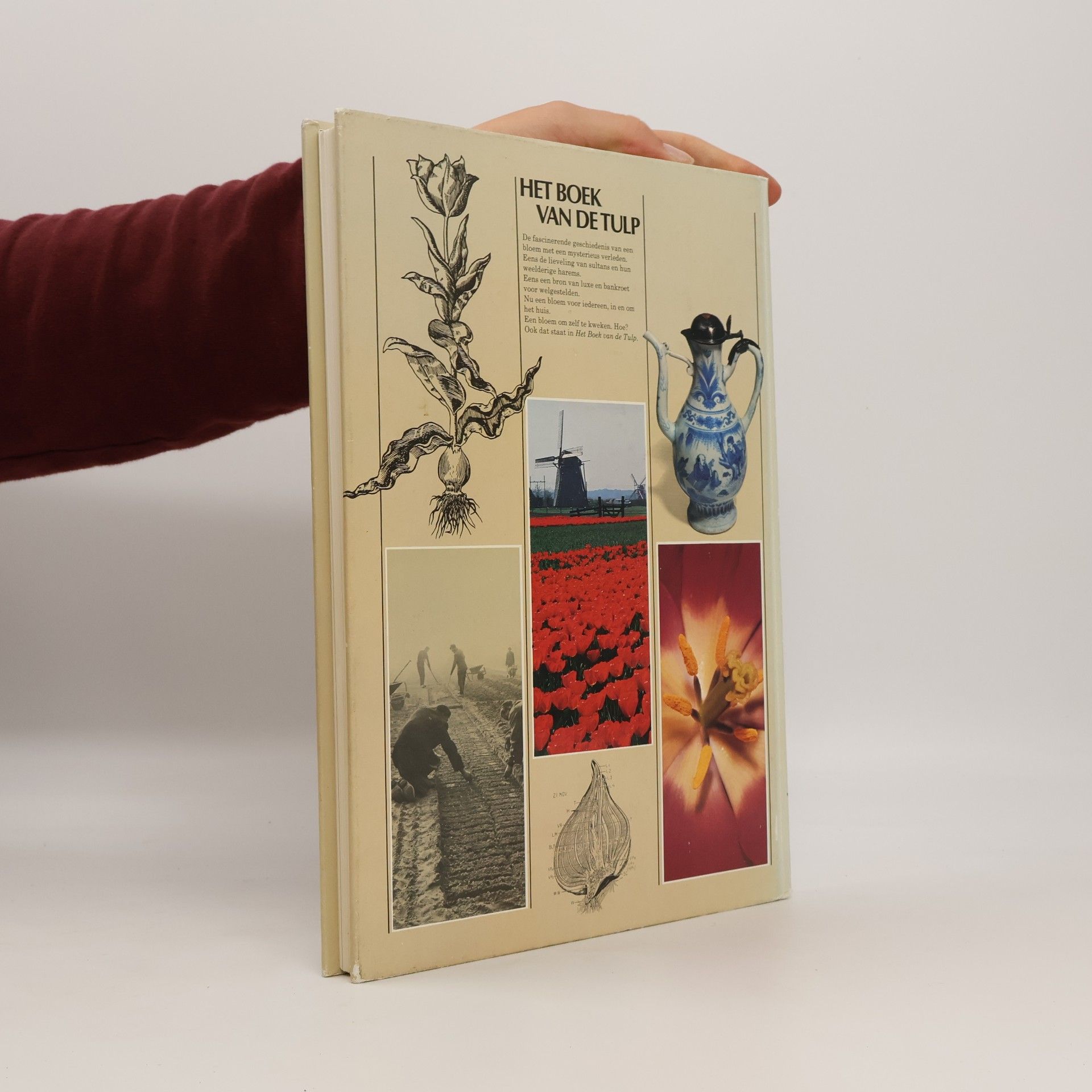 Tom Lodewijk Het boek van de tulp