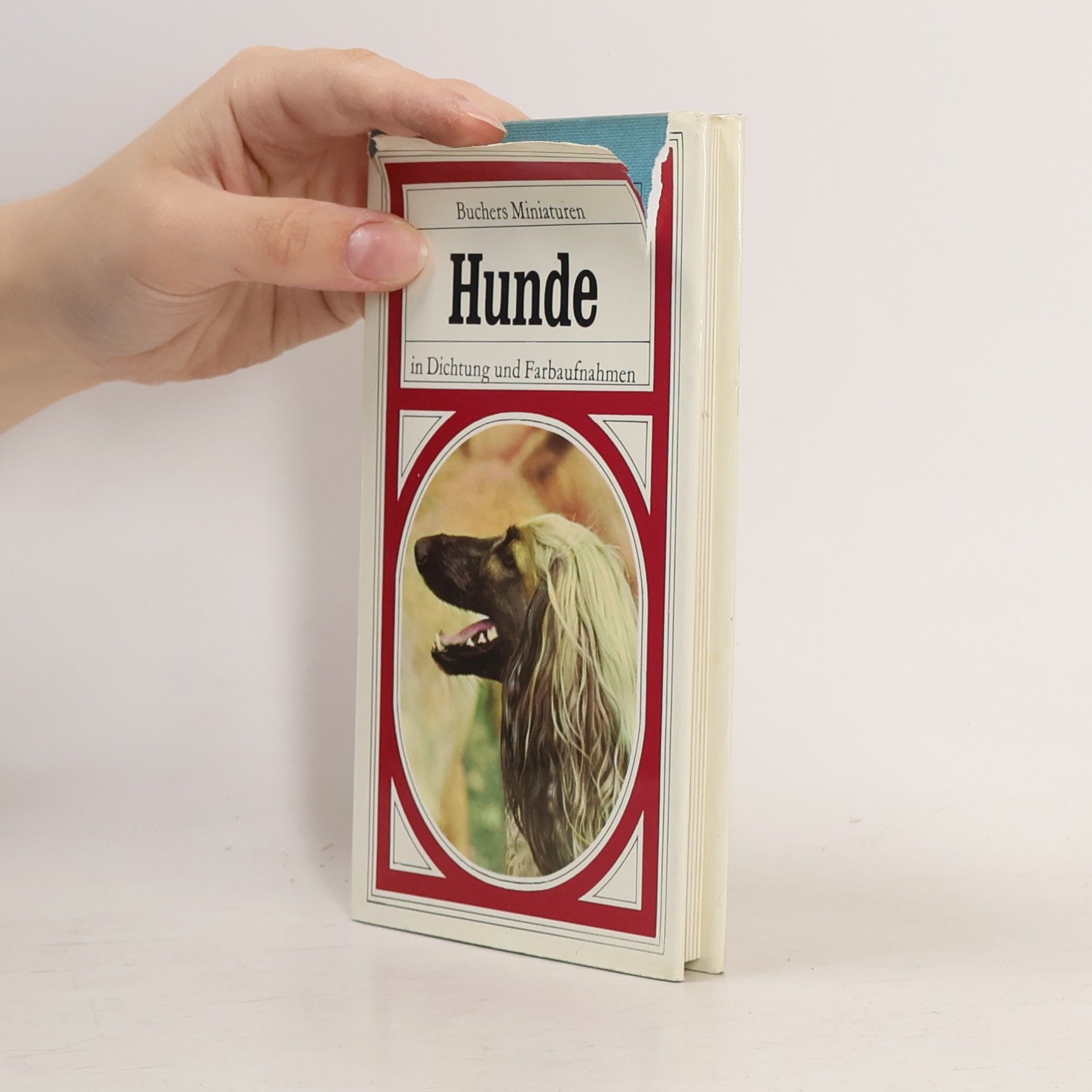 kolektiv Hunde