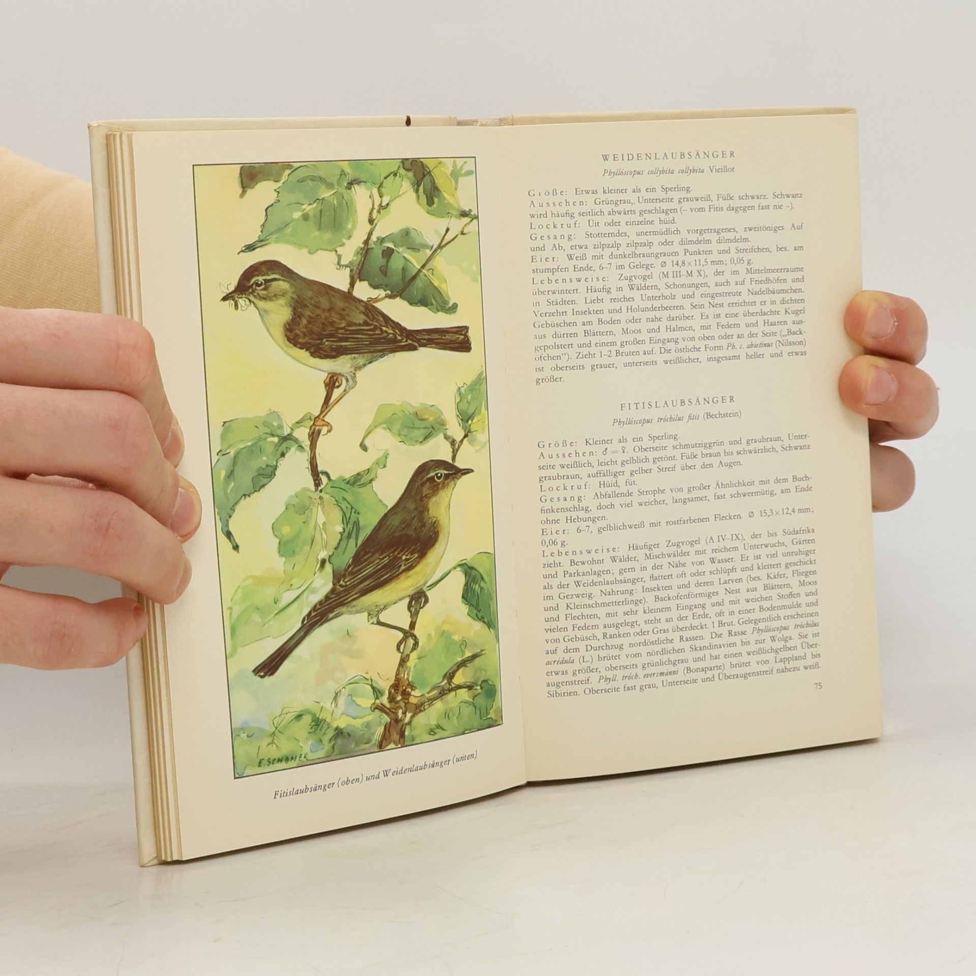 Gerhard Creutz Taschenbuch der Heimischen Singvögel