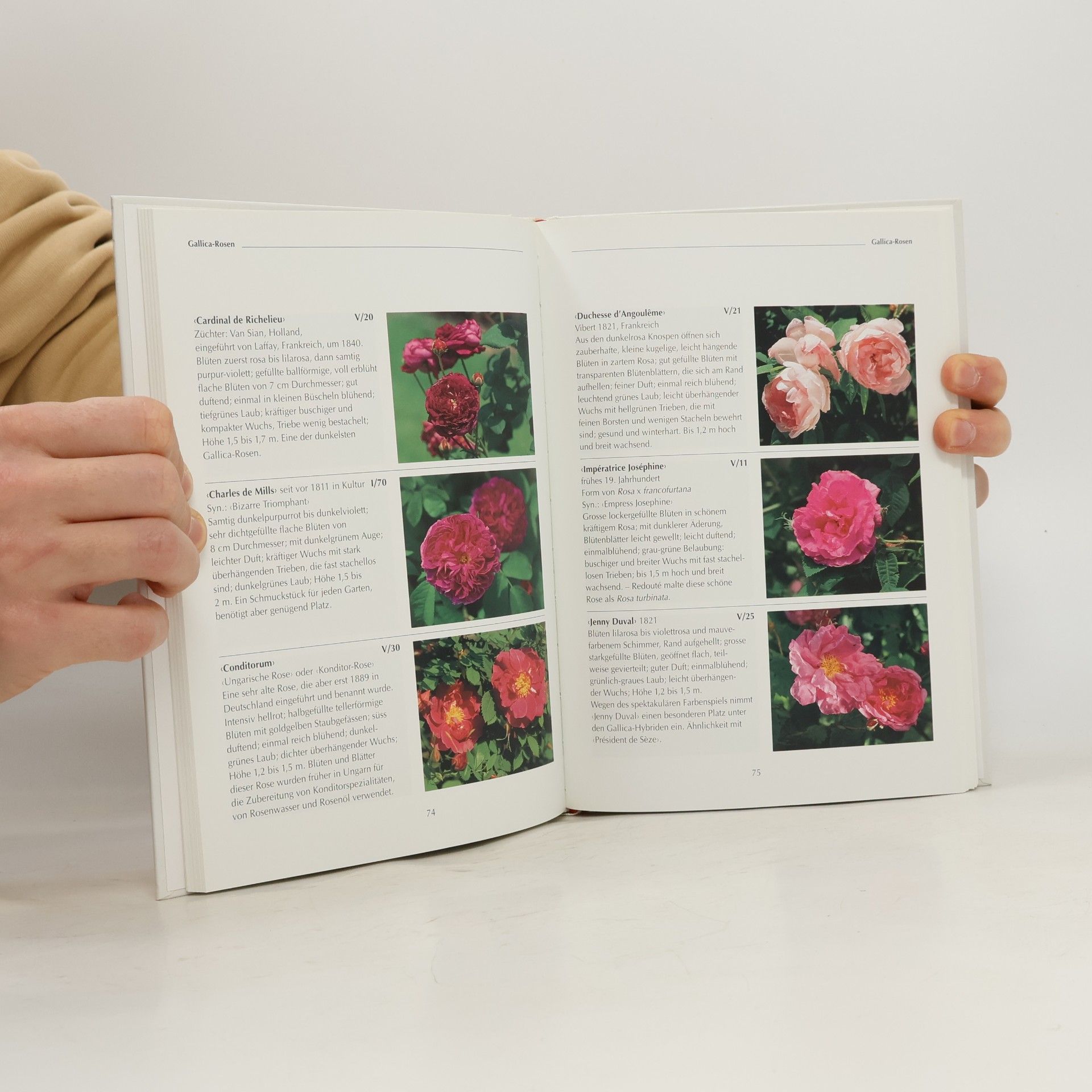 Elisabeth Oberle Ittinger Schriftenreihe - 4: Die Rosen in der Kartause Ittingen