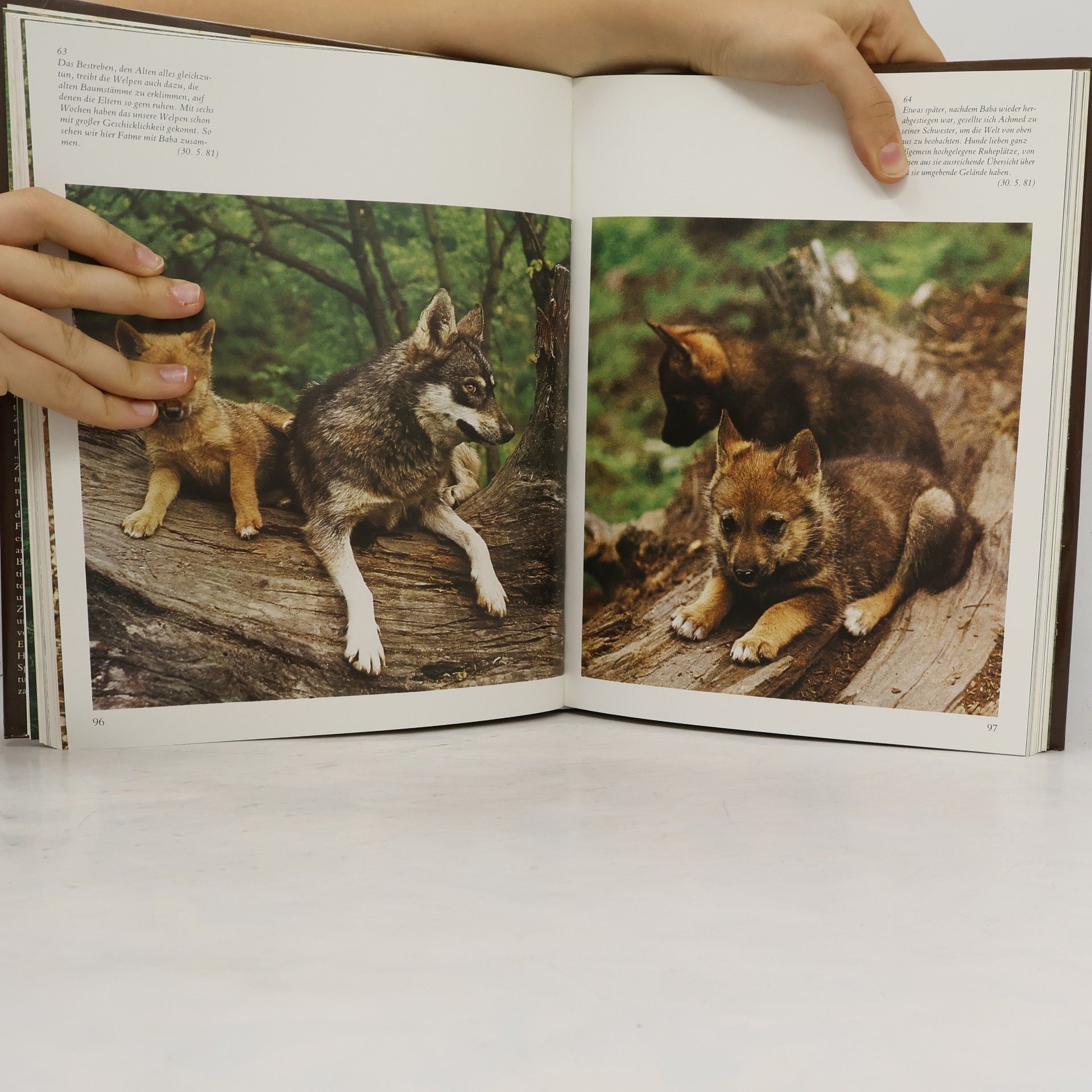 Eberhard Trumler Das Jahr des Hundes