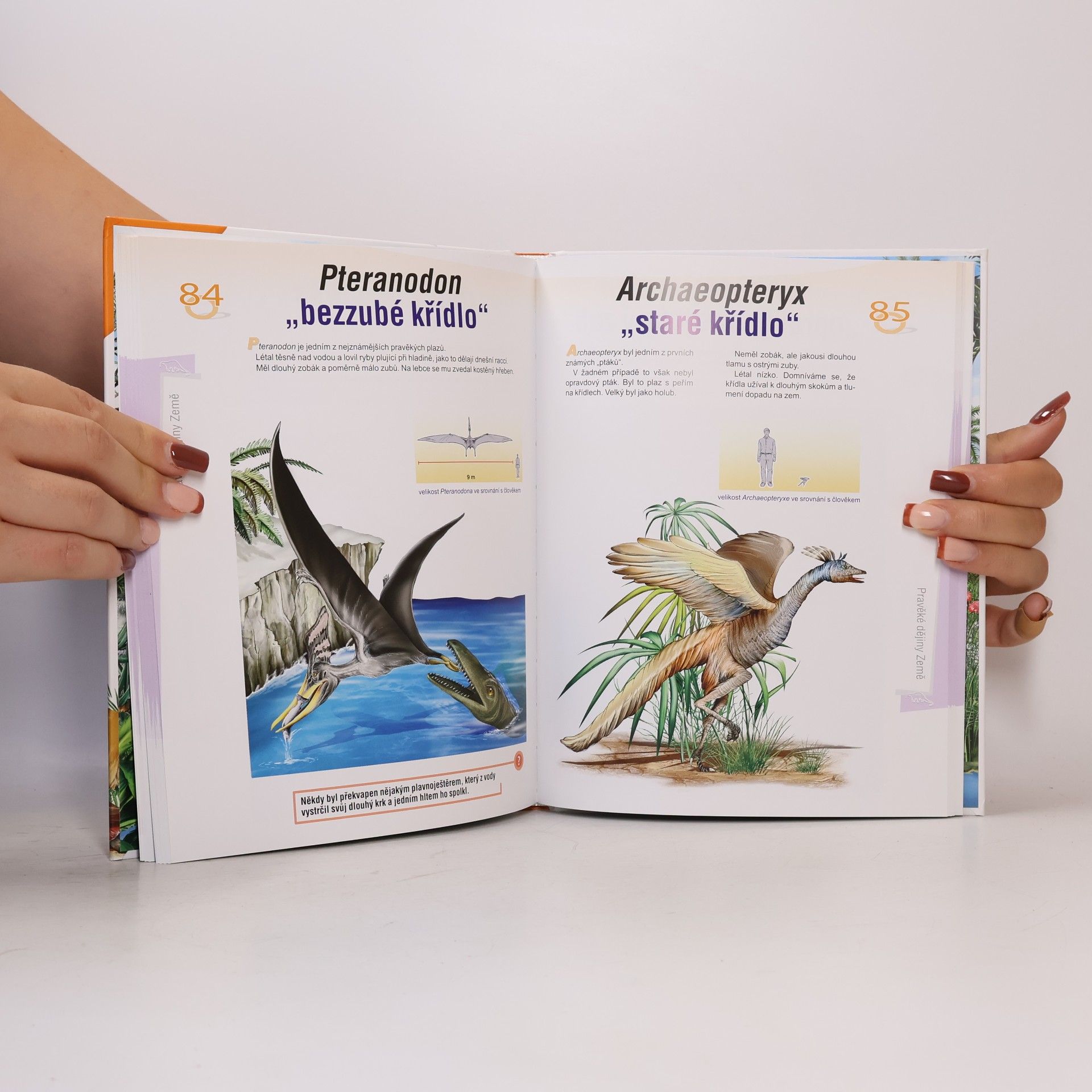 Autorenkollektiv Encyklopedie : Dinosauři a Pravěký svět