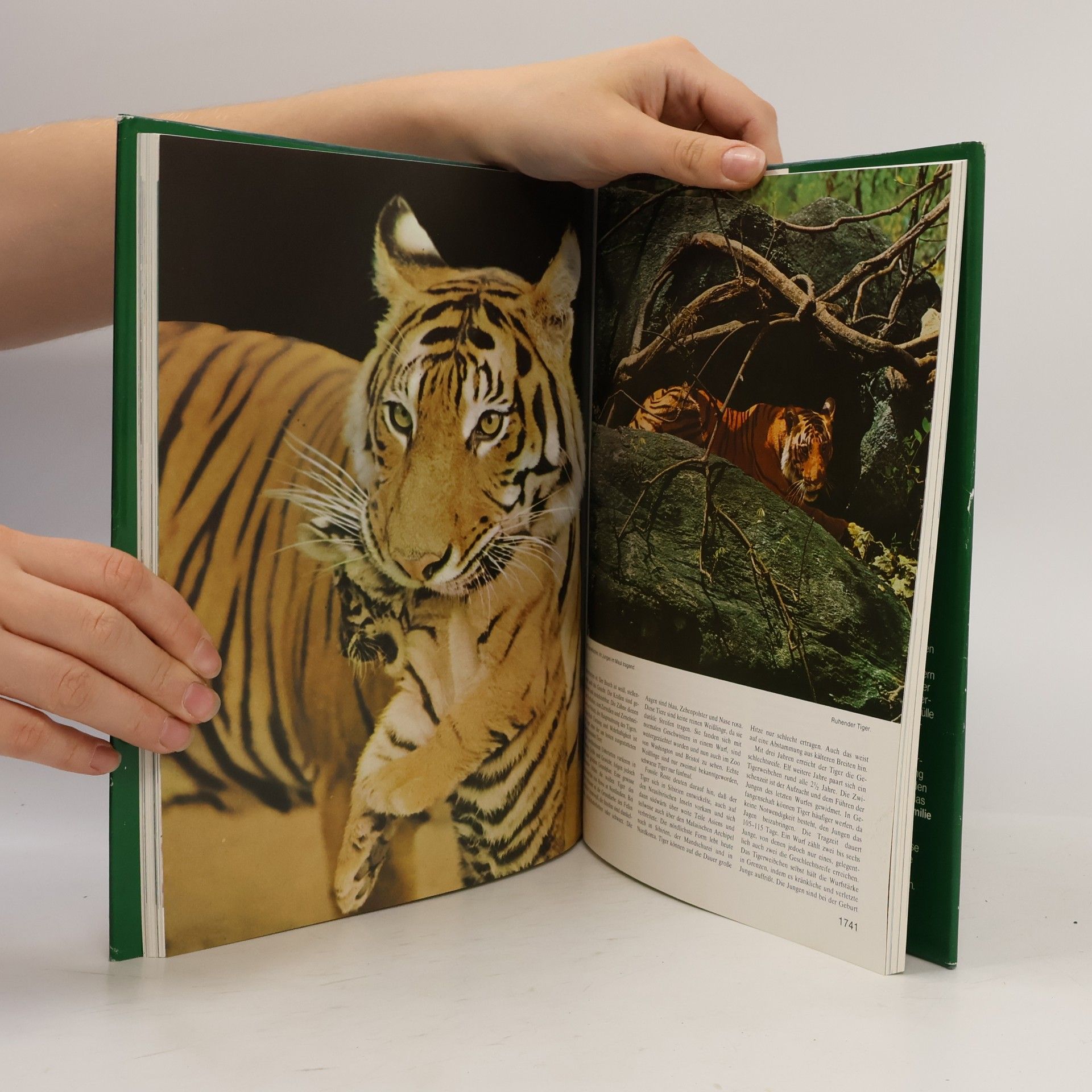 Autorenkollektiv Großes Lexikon der Tierwelt 11.