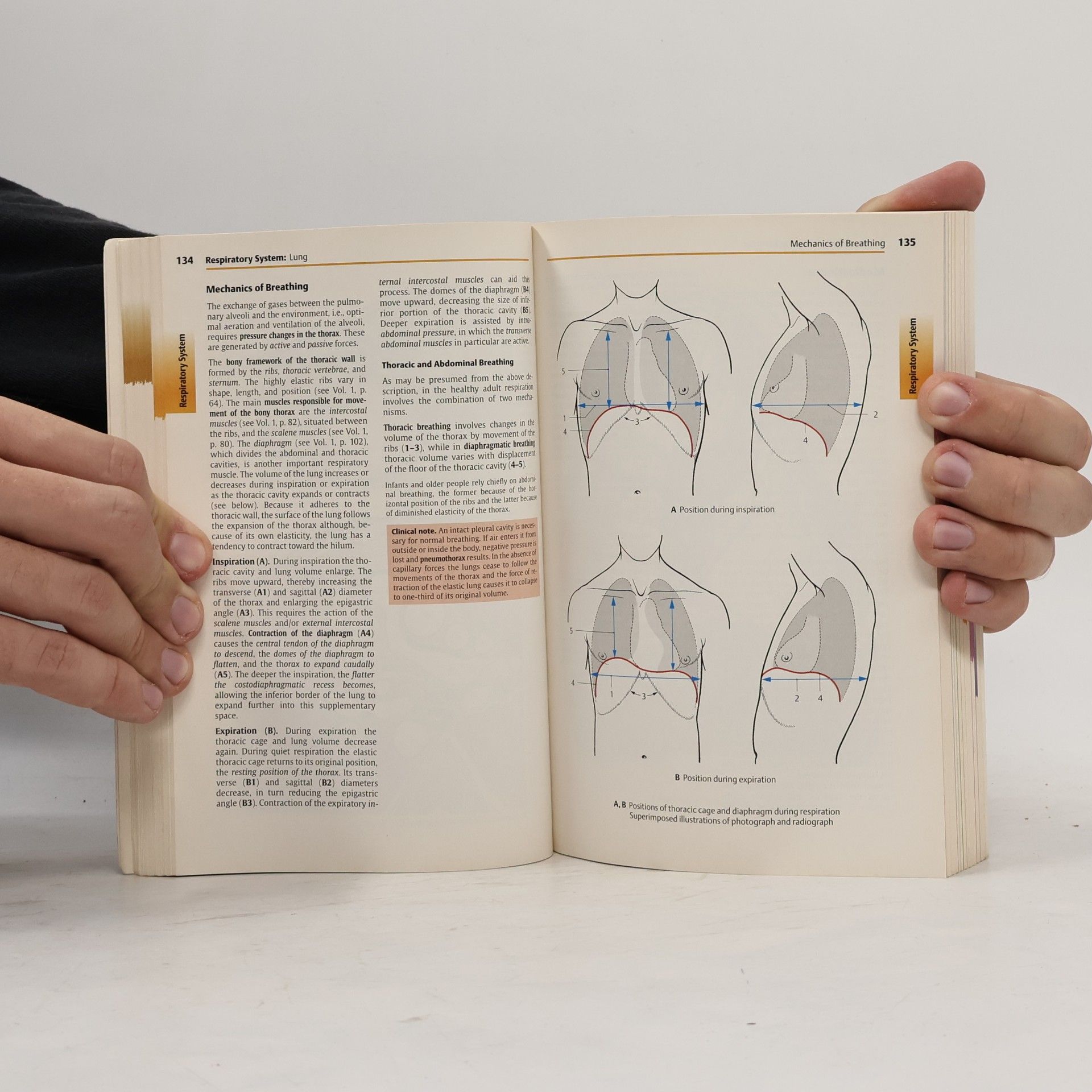 Helga Fritsch Color atlas of human anatomy. Volume 2, Internal organs