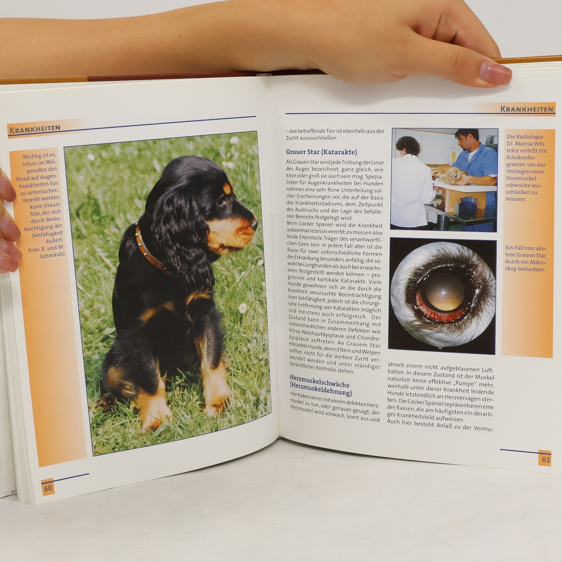 Lowell J. Ackerman Bede Mein gesunder Hund: Mein gesunder Cocker Spaniel