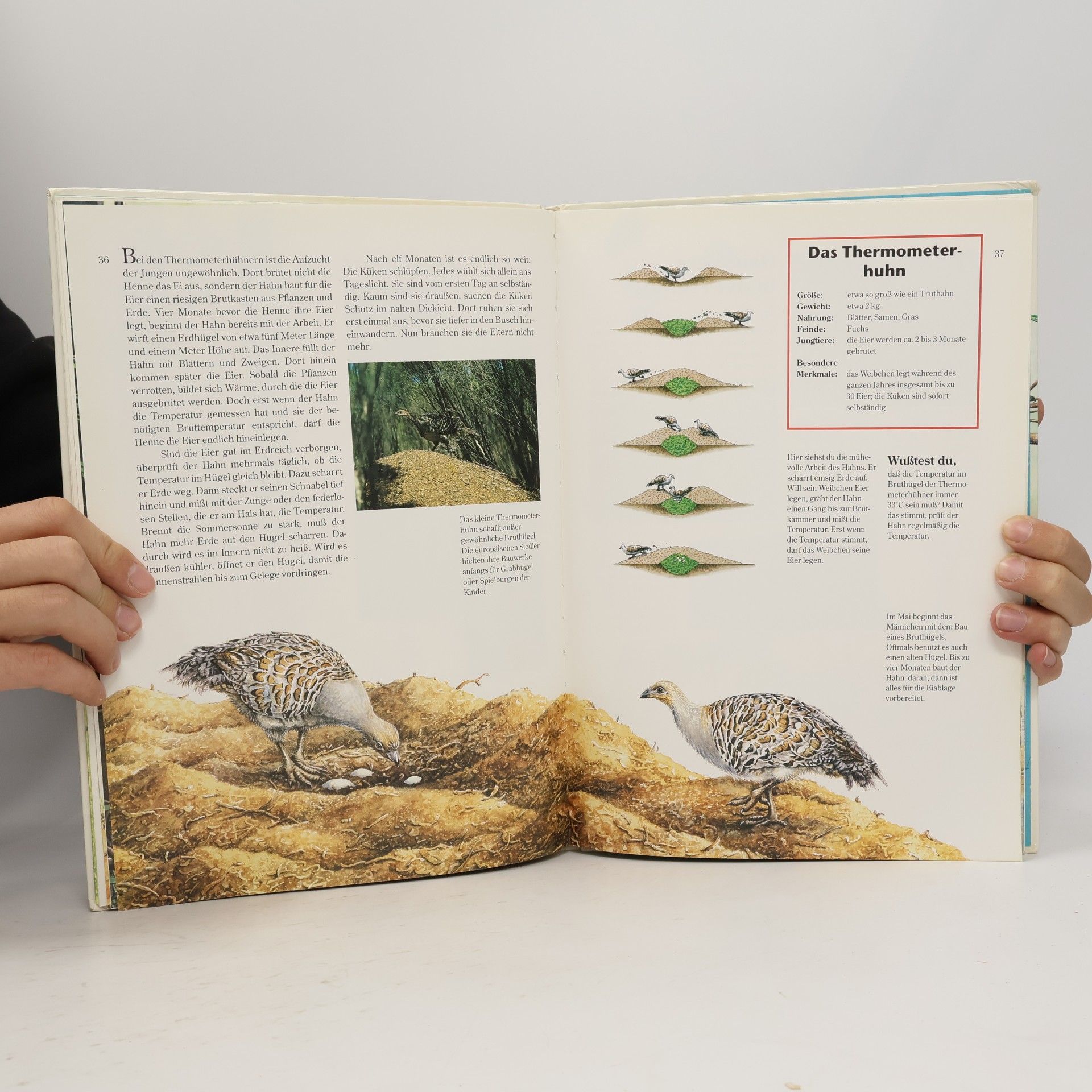 Christine Wolfrum Tiere in Australien