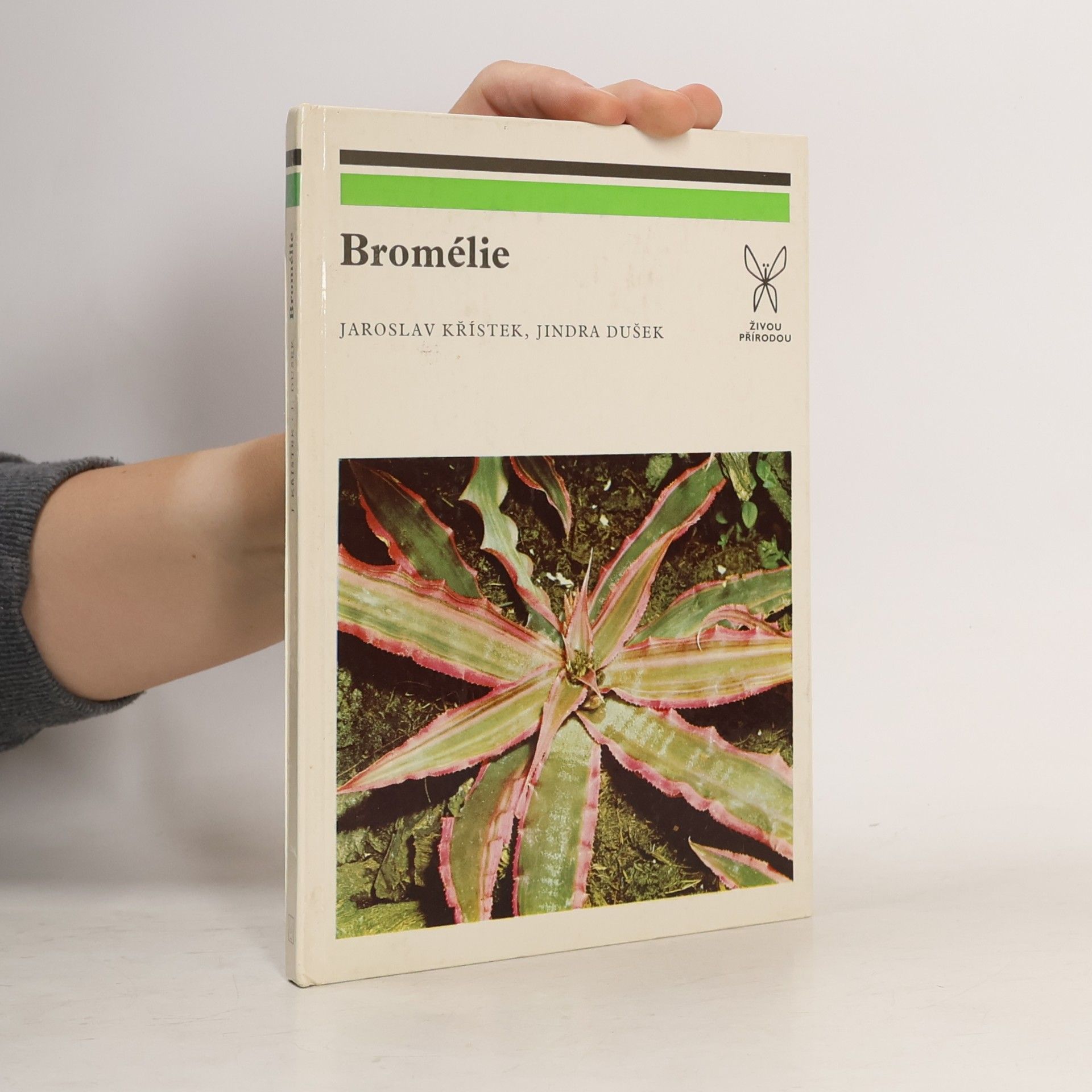 Bromélie
