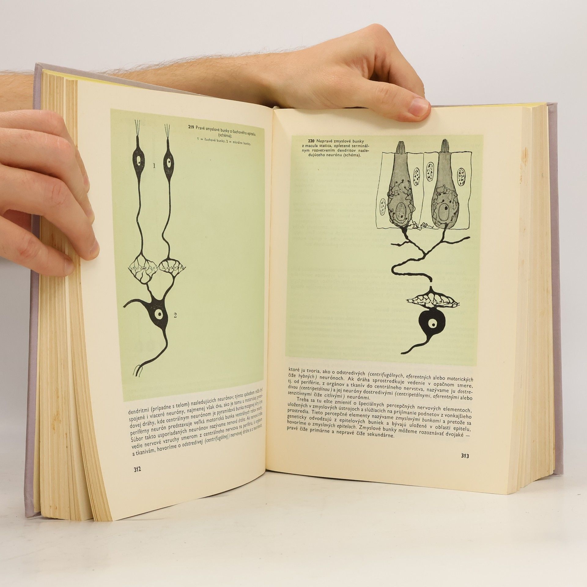 Ivan Stanek Histologie