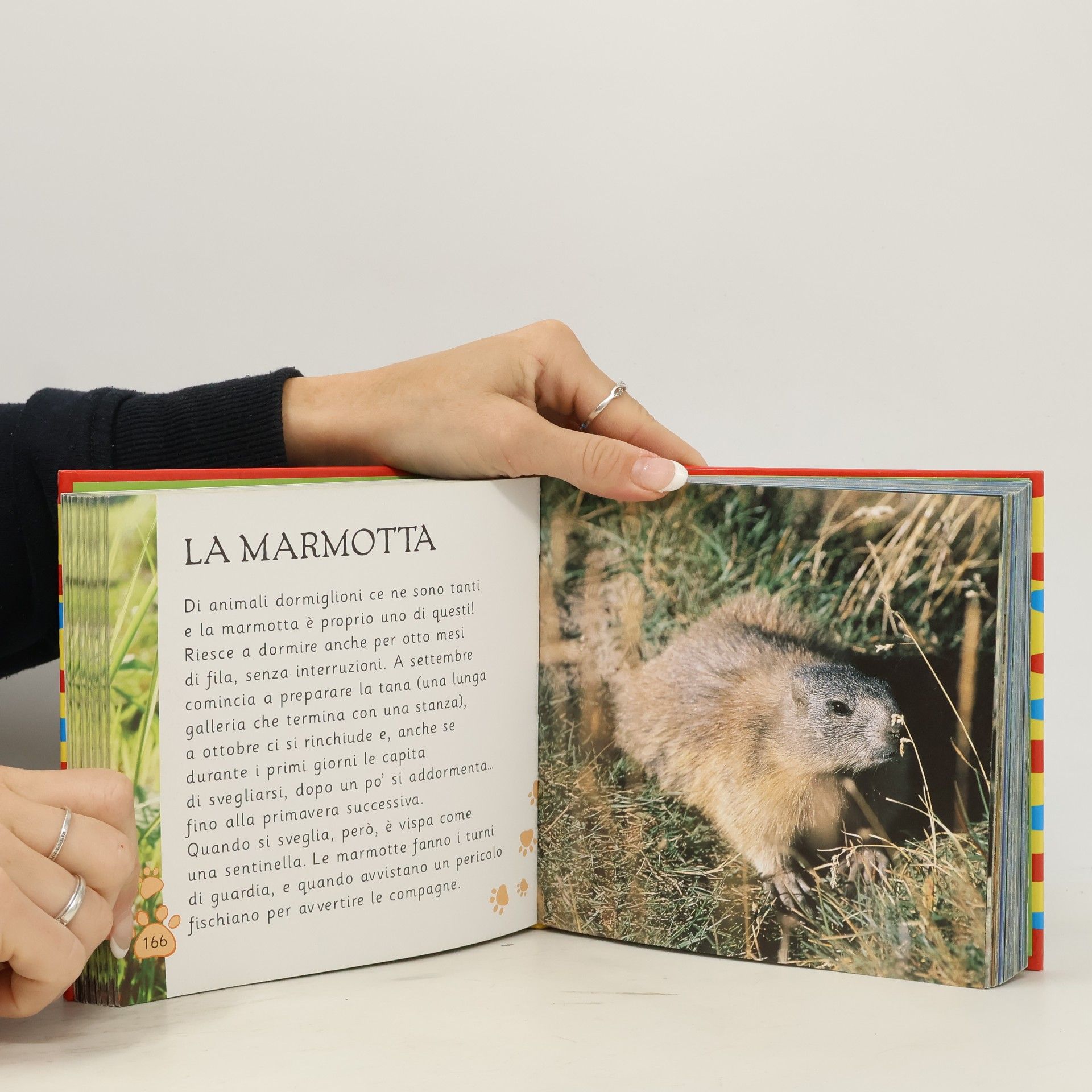 Emanuela Busa Animali dal vero