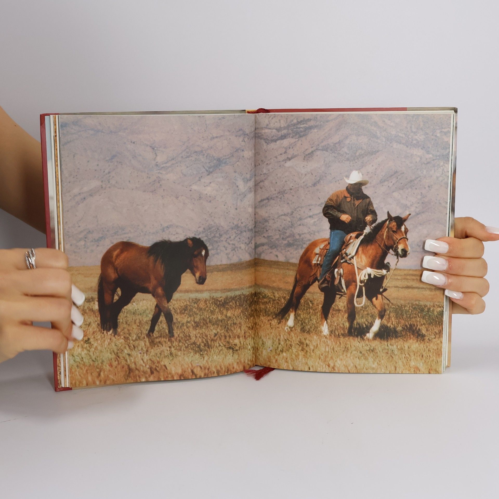 Monty Roberts Shy Boy
