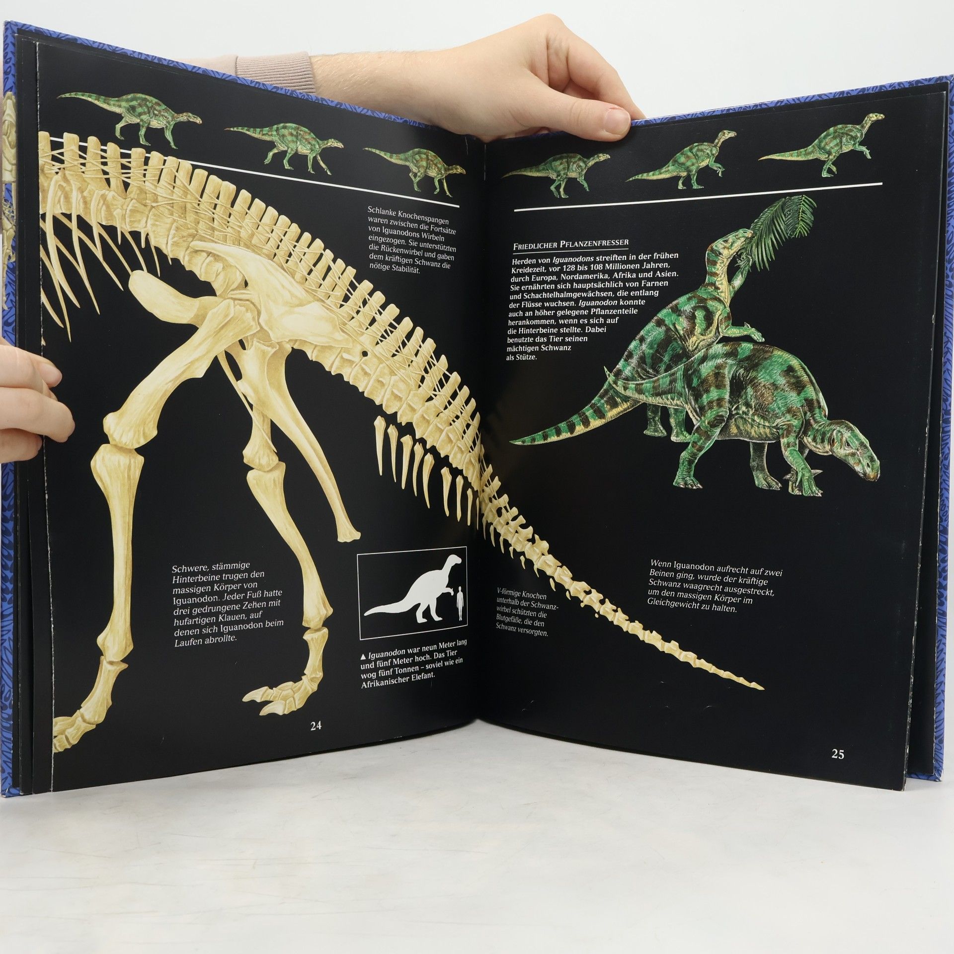 Jinny Johnson Dinosaurier-Skelette und andere Tiere der Urzeit
