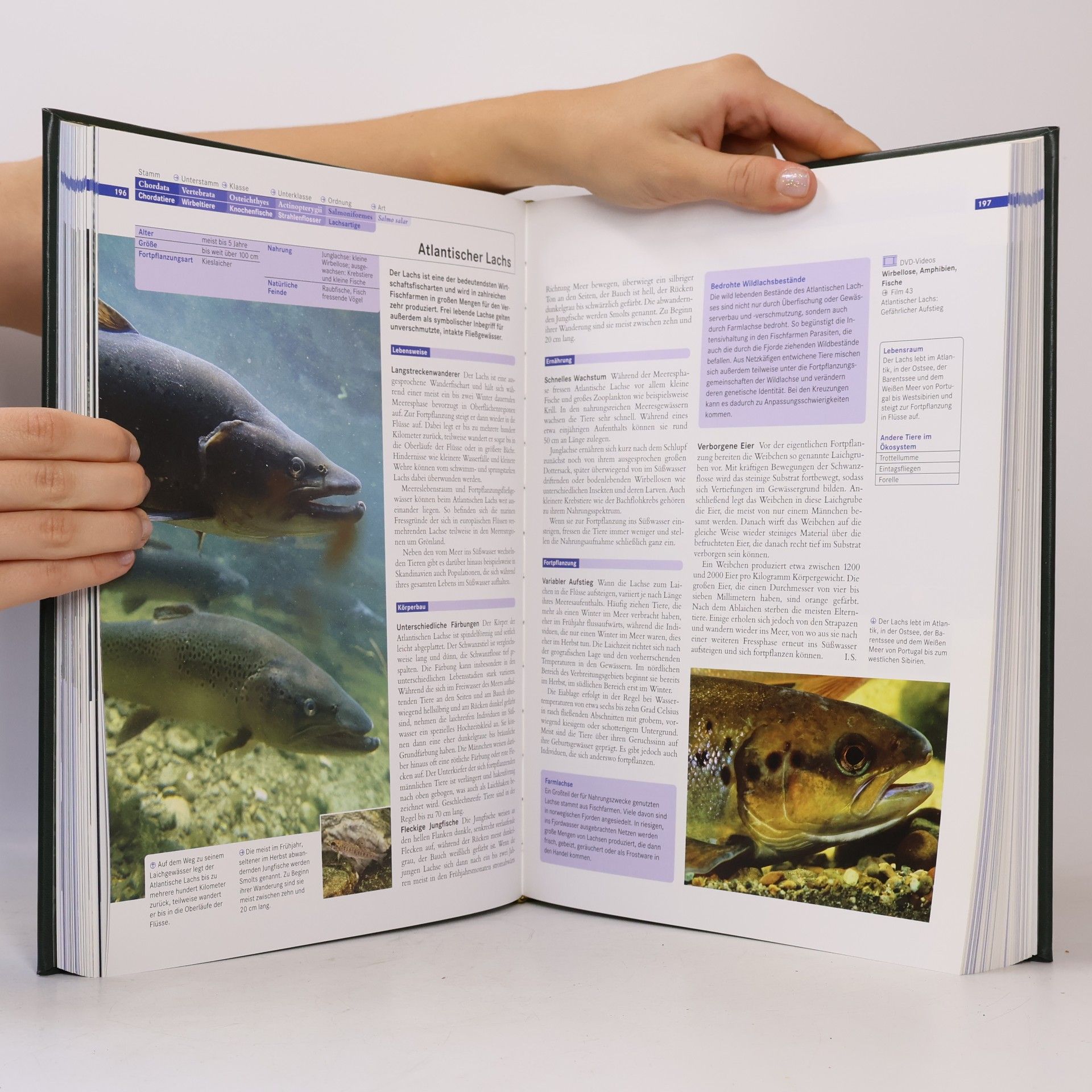 Autorenkollektiv Faszination Natur. Fische