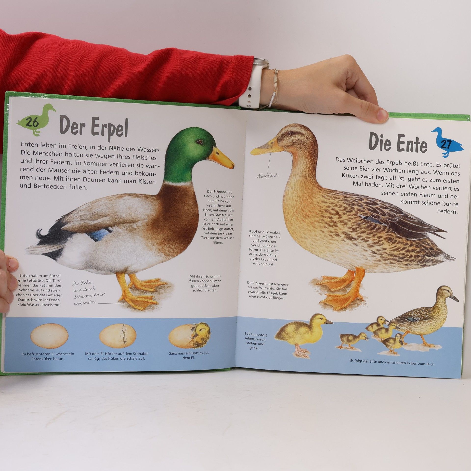 Christian Havard Mein erstes großes Tierbuch von A bis Z