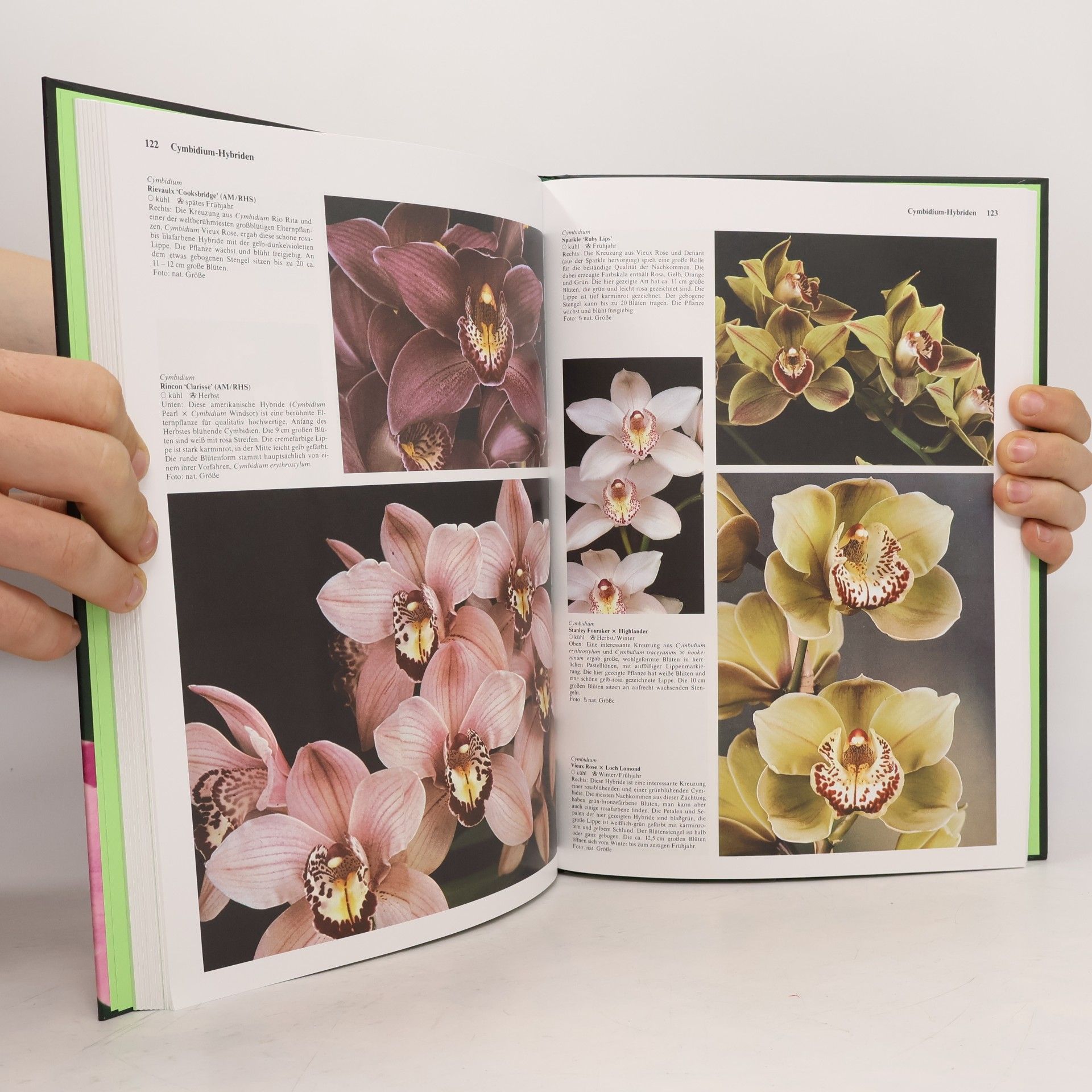 Jack Kramer Orchideen