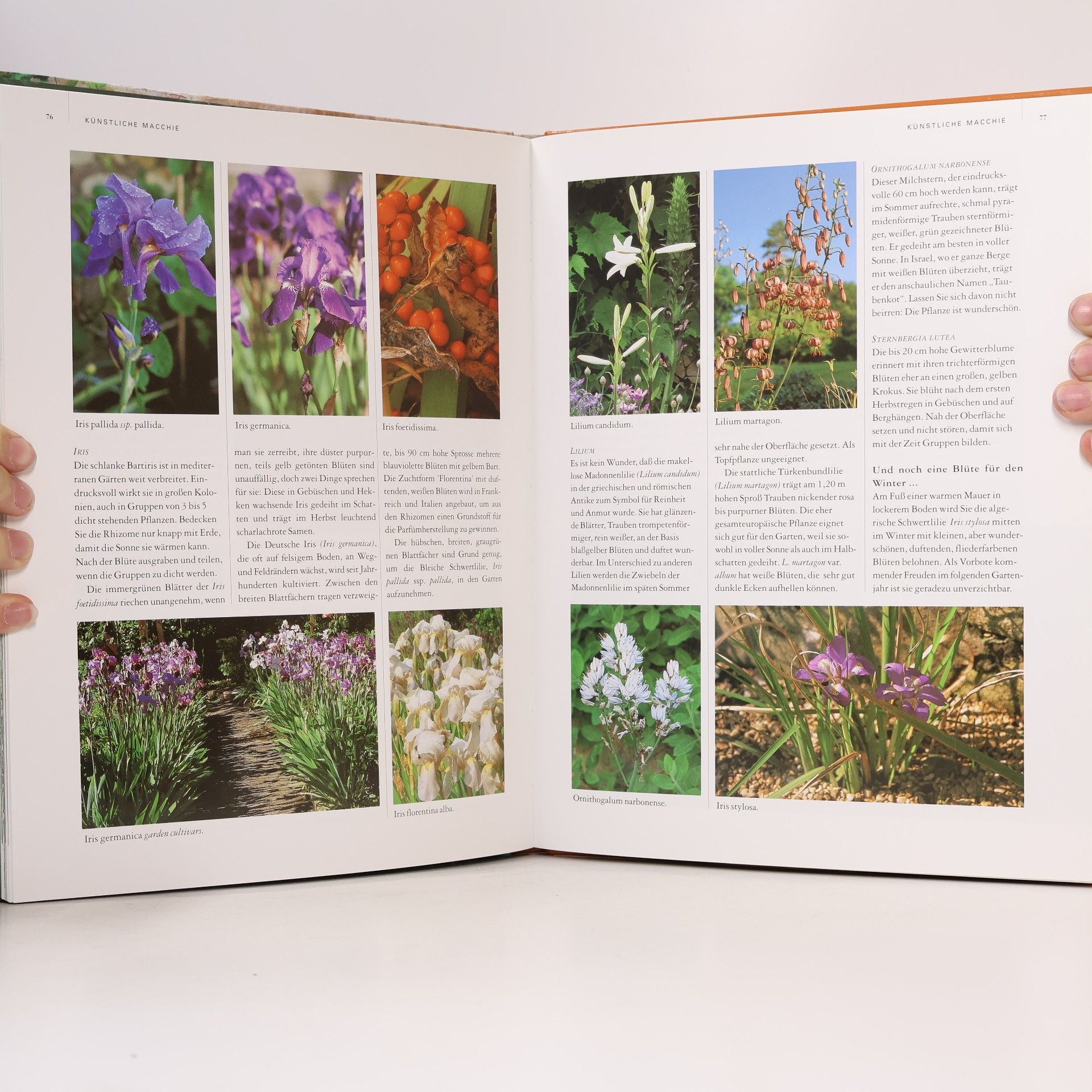 Pattie Barron Der mediterrane Garten