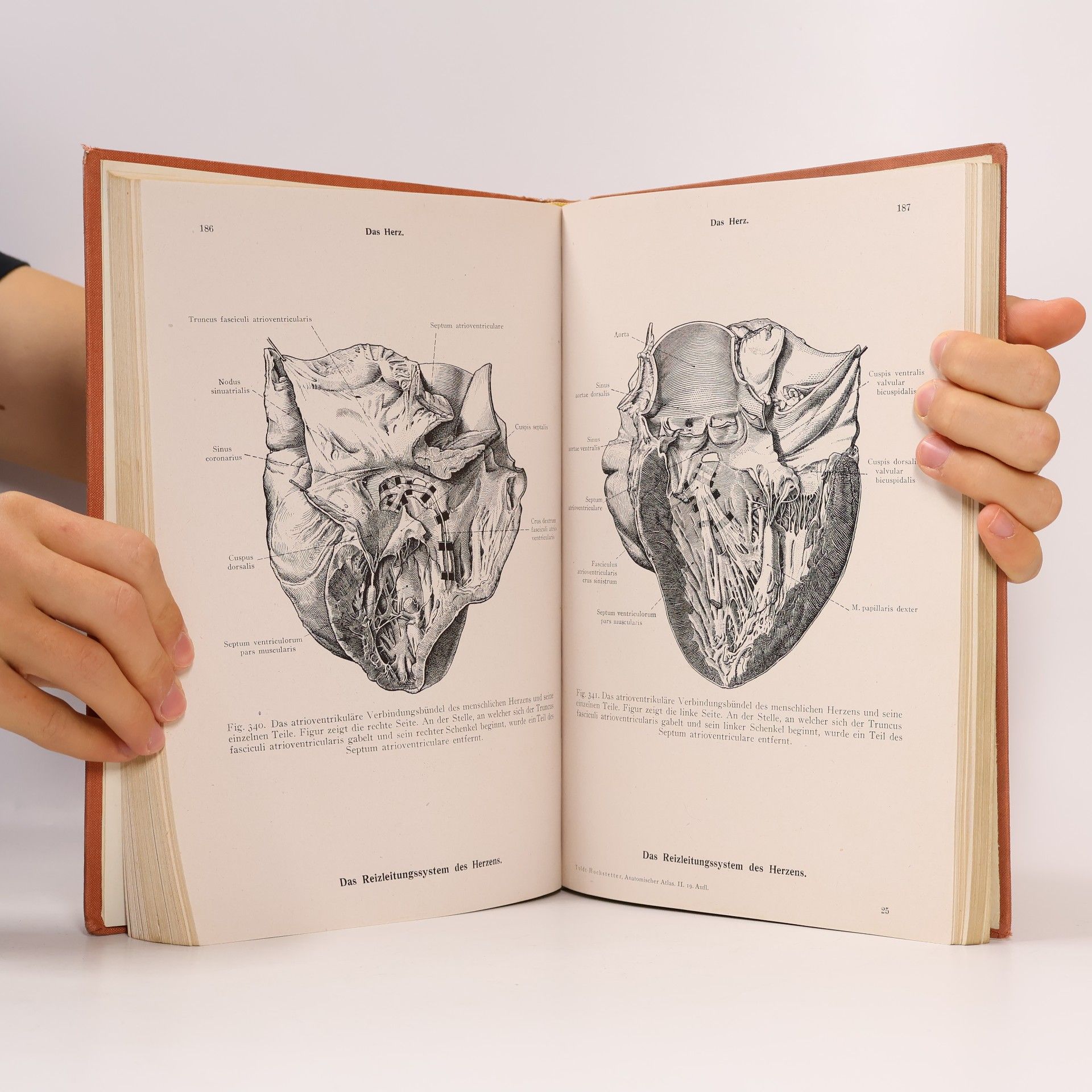 Carl Toldt Toldts Anatomischer Atlas 2